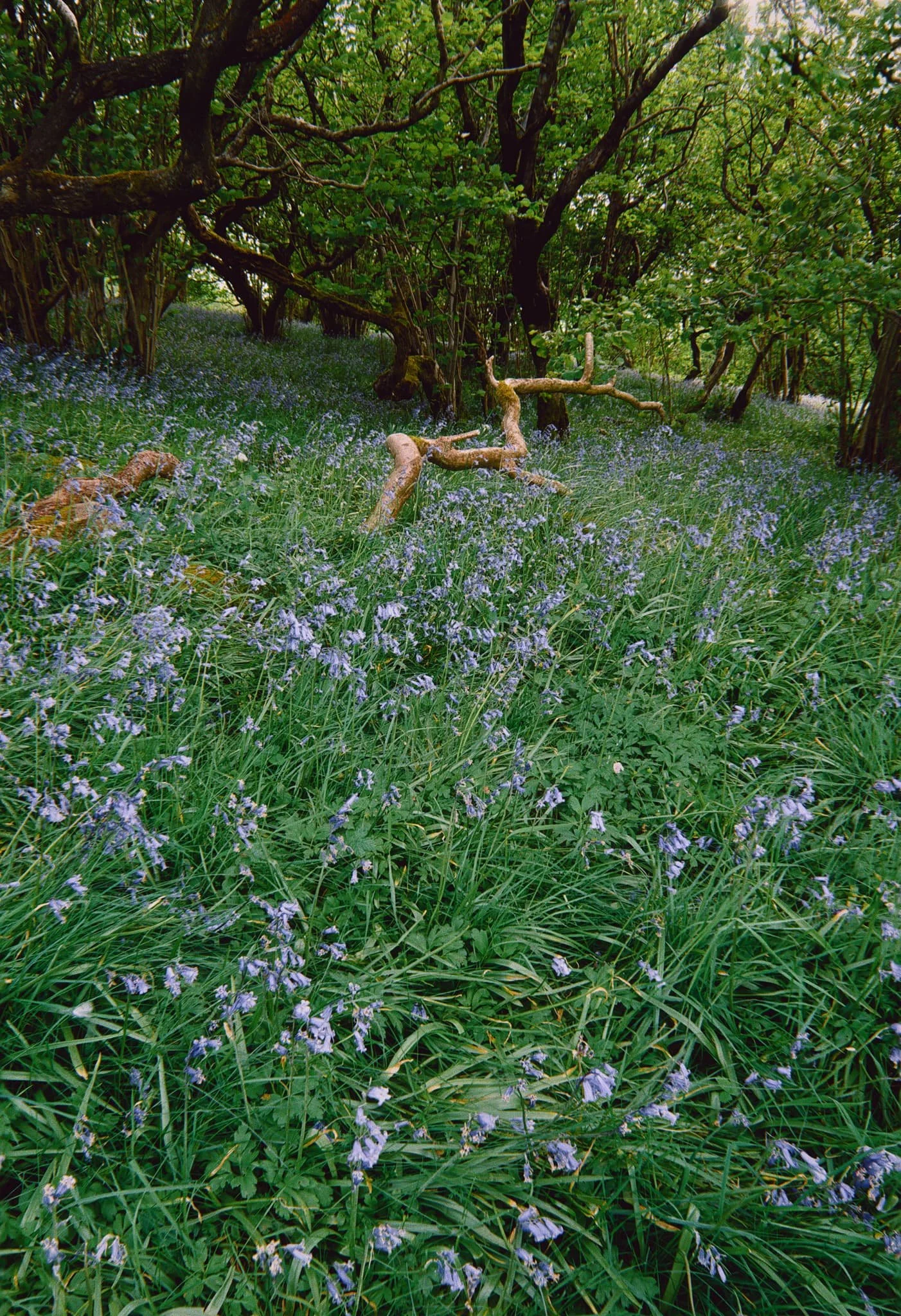 Soon enough we began the short and sharp ascent off Wood Lane and into Oxenber Wood. Bluebells  everywhere . 