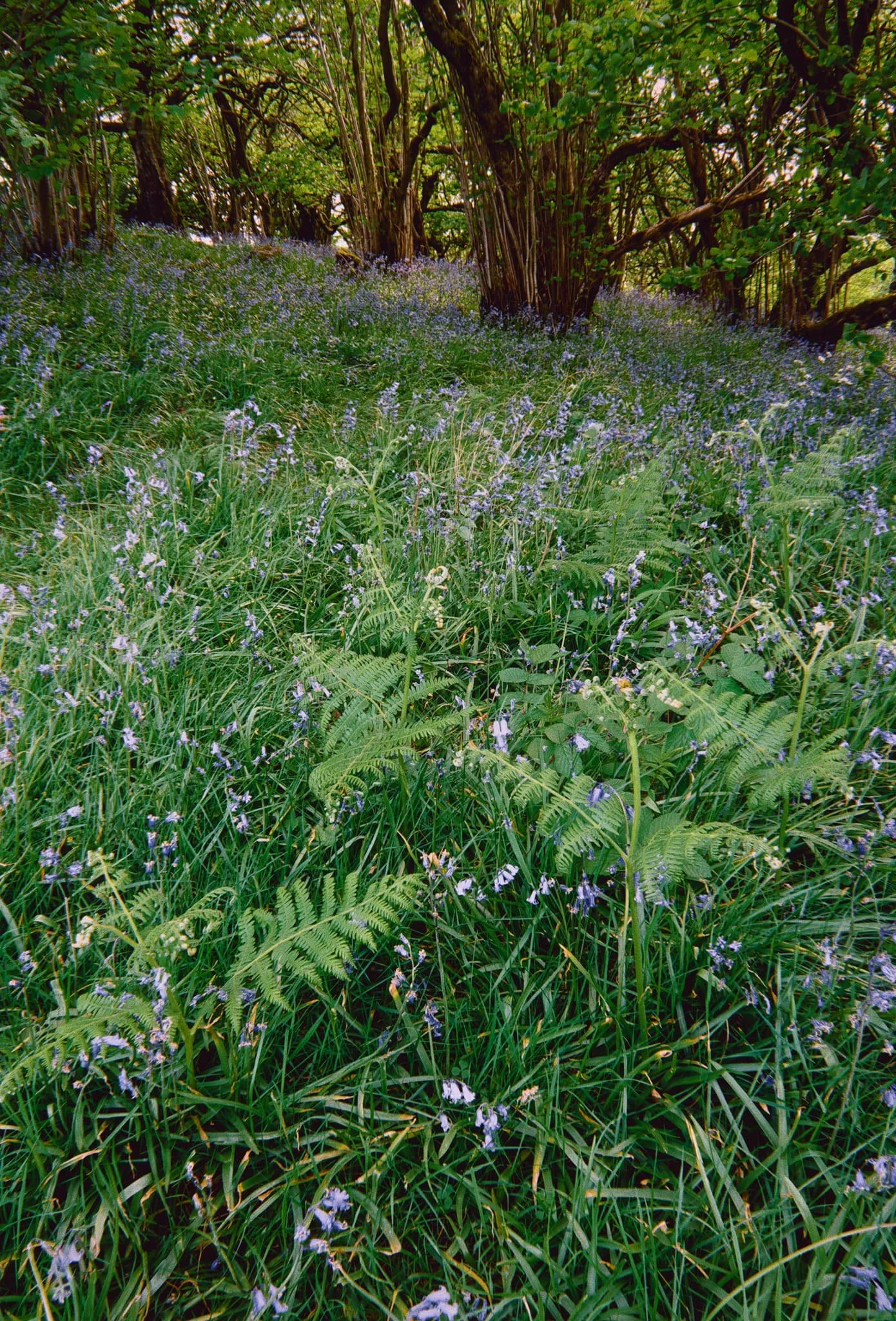  This area of woodland and pasture was once an important quarry and source of timber for Austwick. Now it&rsquo;s marked as an SSSI and largely left to its own devices. 