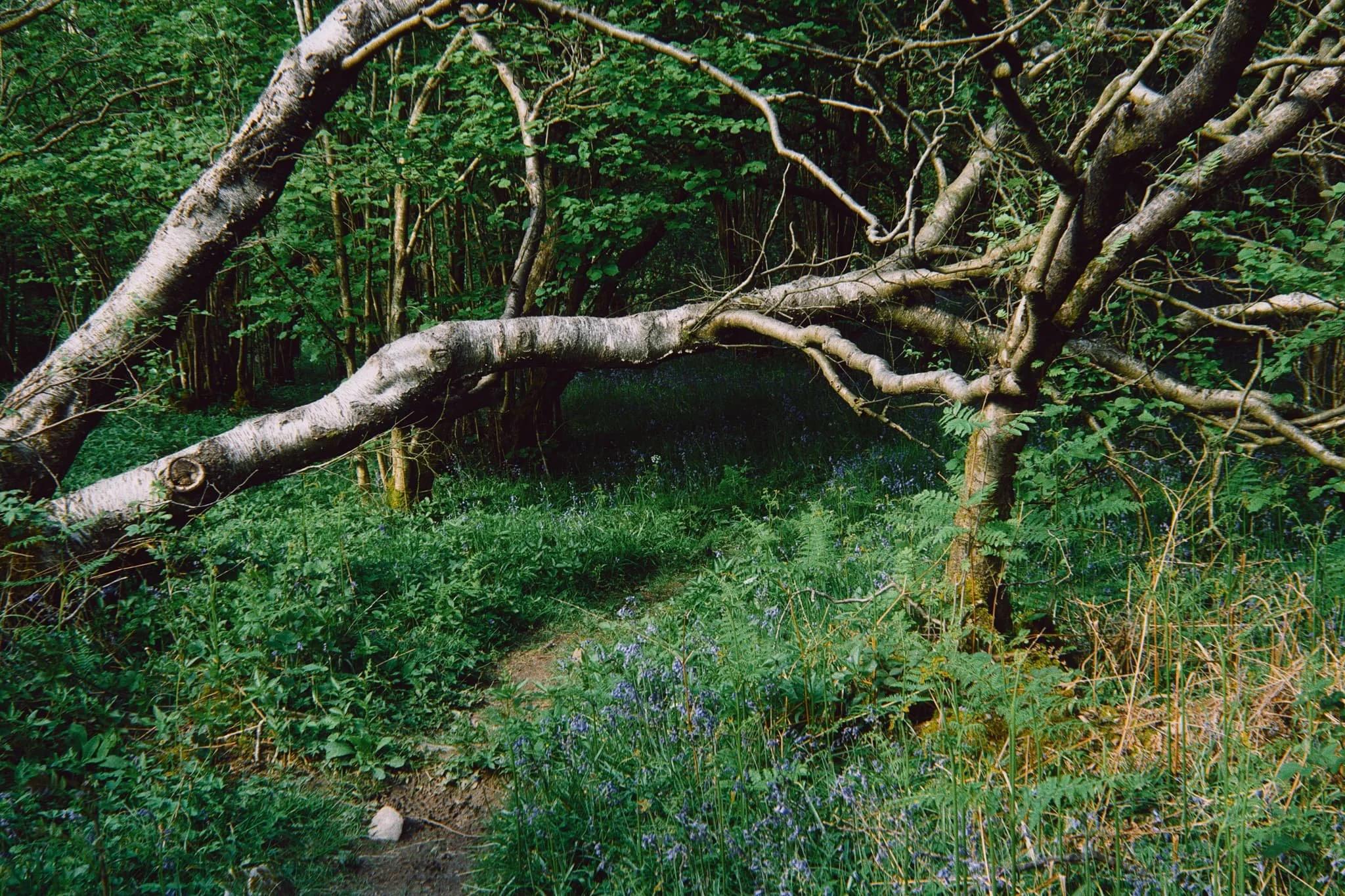  A small trail heads deeper into Wharfe Wood, with a hint of yet more bluebells beyond. Our route was to exit out of the eastern end of the woodland, but not before I chanced upon this mystical scene. 