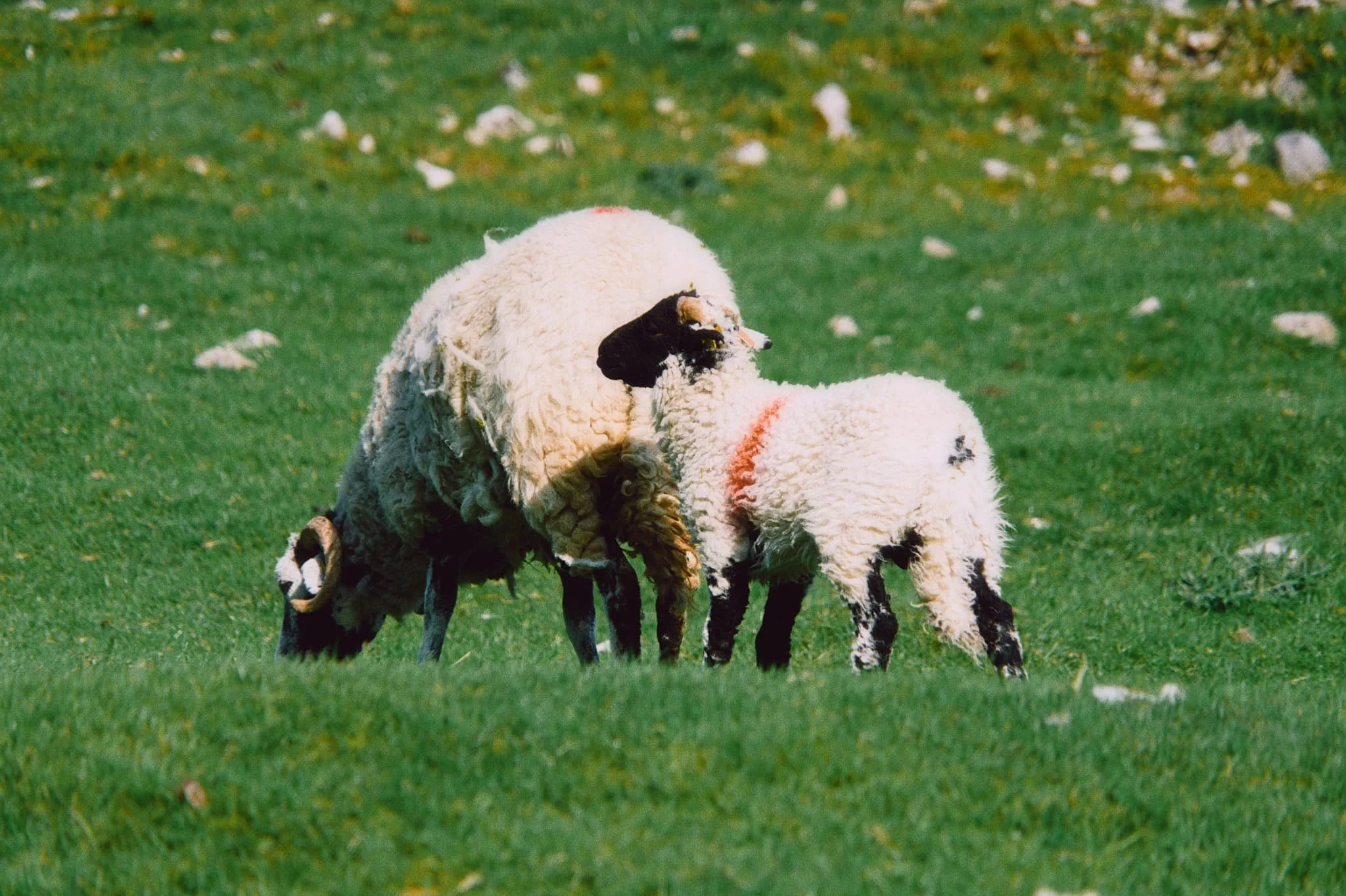  This year&rsquo;s spring lambs, of the Swaledale kind, quickly scampered to their mums. 