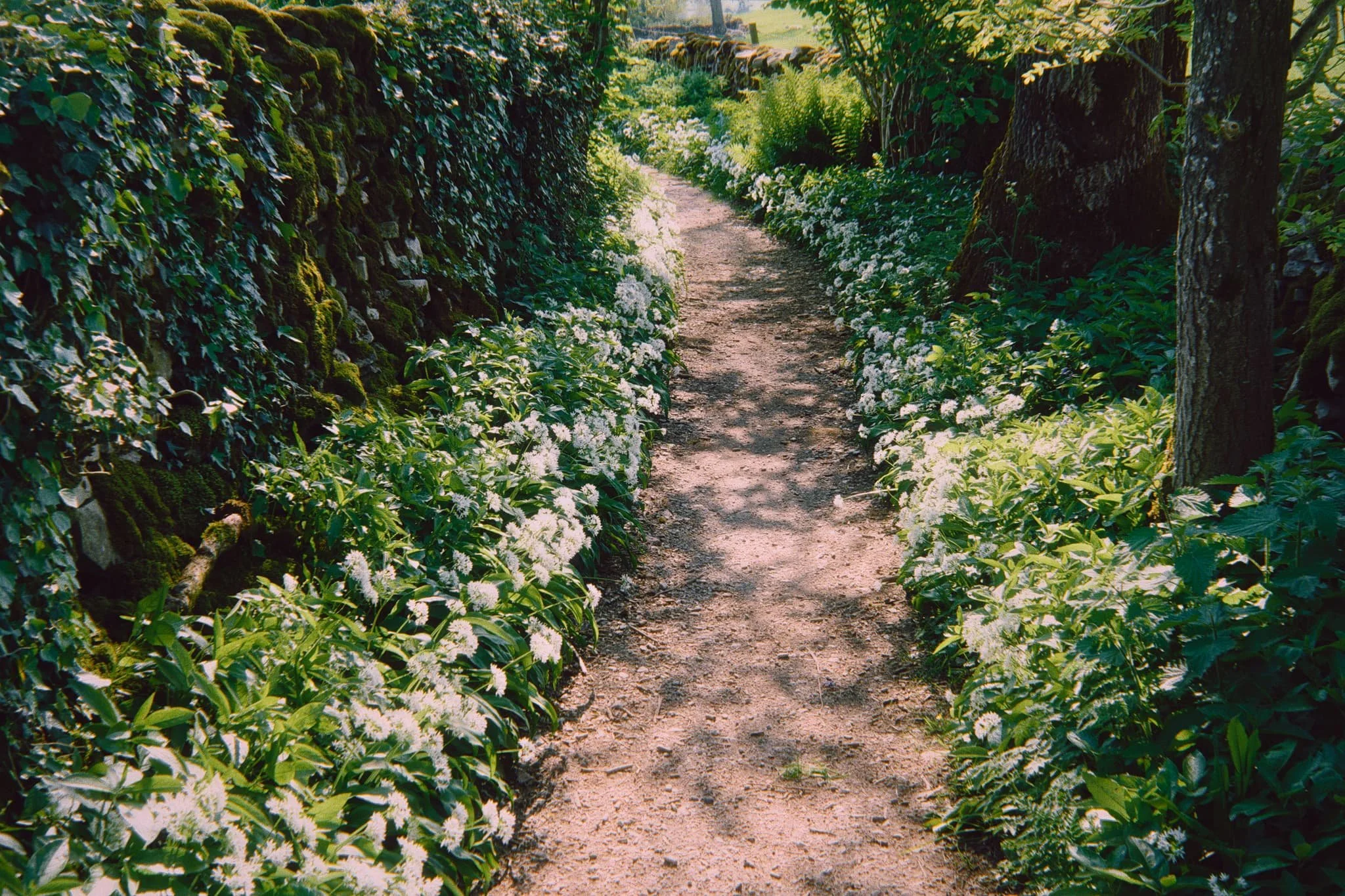  The rest of the route back to Austwick was simple enough, just follow the Pennine Bridleway from Feizor to Austwick. This ancient country lane was lined with wild garlic ( Allium ursinum ) and its delicious smell. 