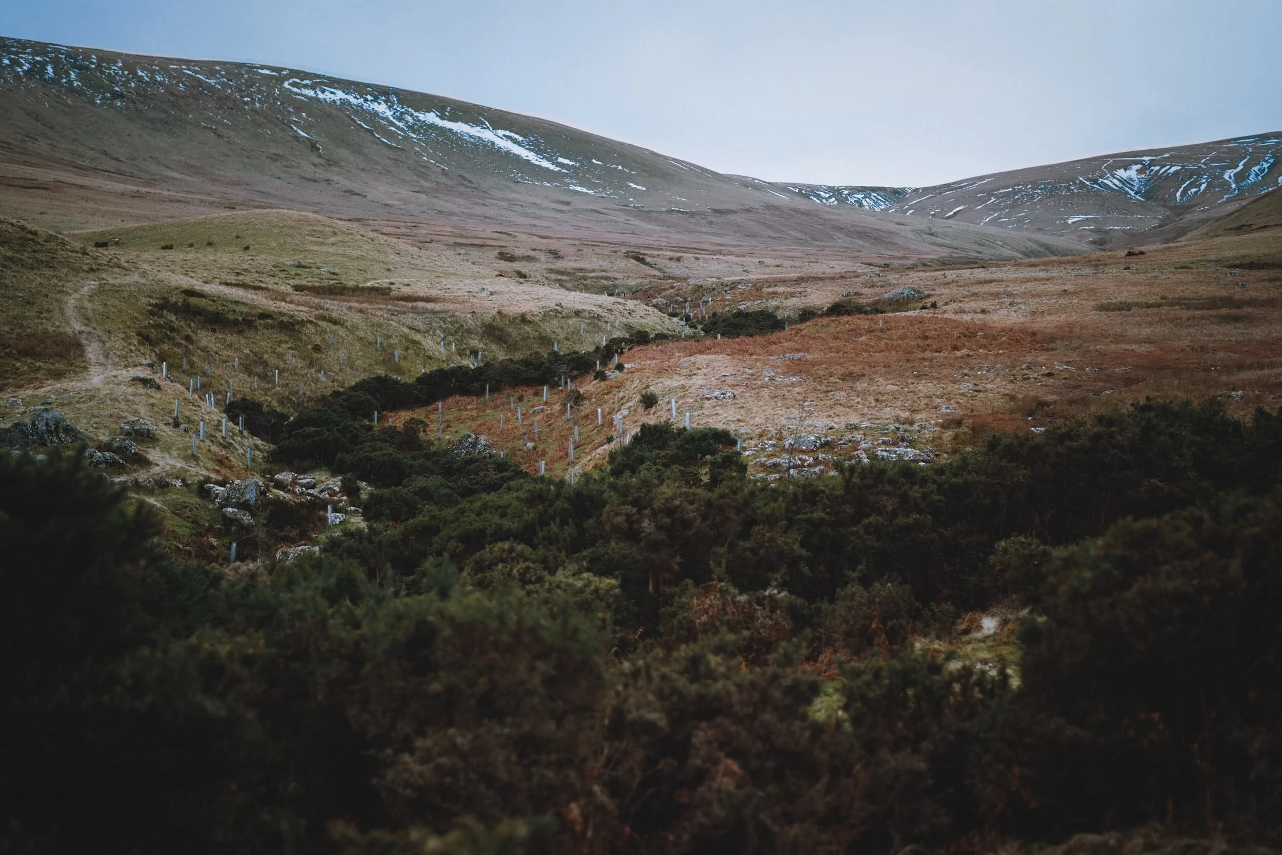 Looking back at the Carrock Beck valley from further down. Plenty of gorse ( Ulex europaeus ) around here, but not yet in flower.