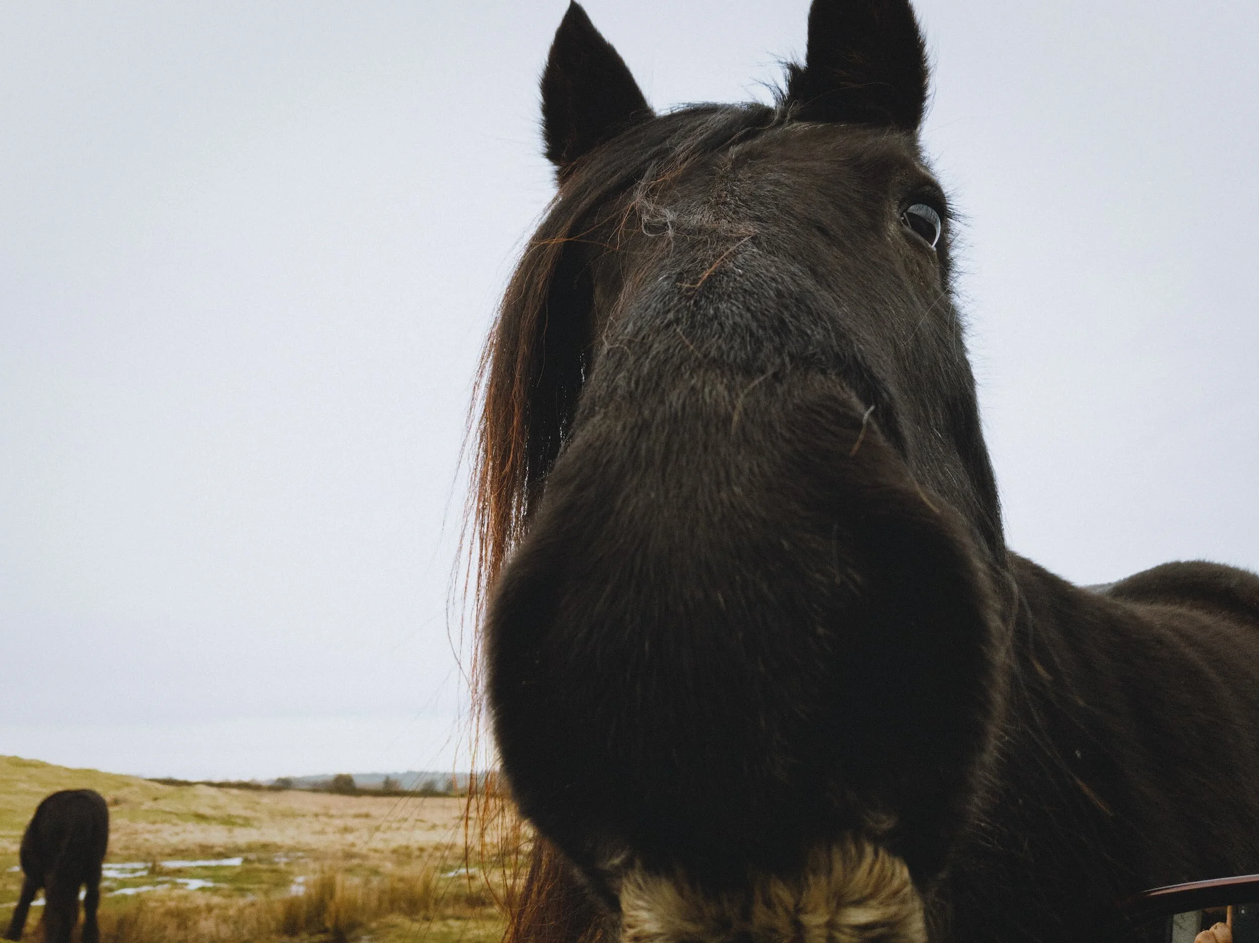 Didn’t have any tasty carrots or apples on me, I’m afraid.