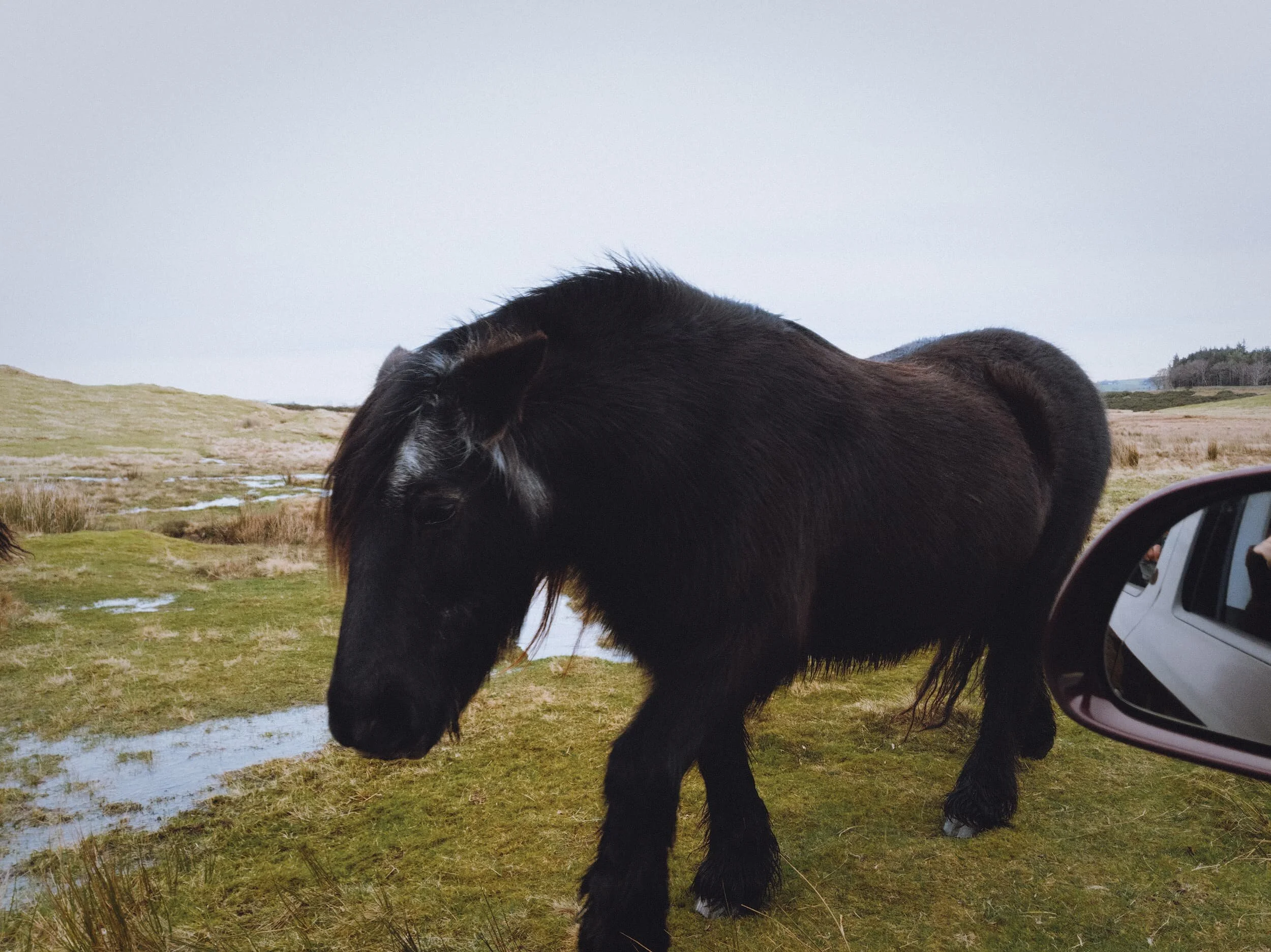 Beautiful creatures.