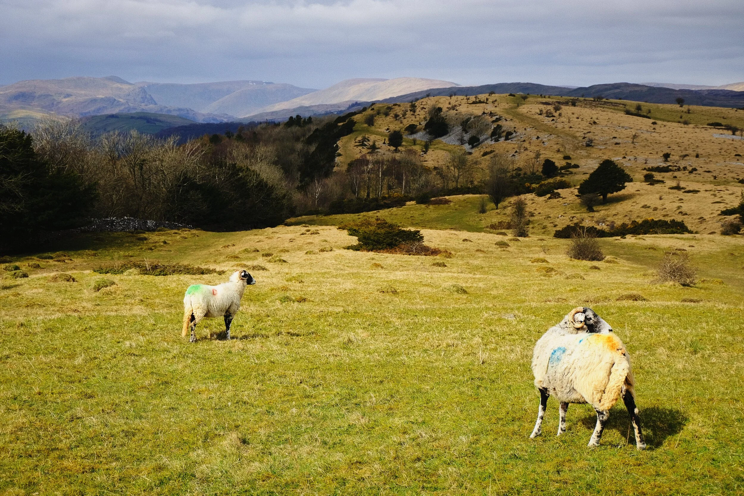 Two Swaledale ewes, Cunswick Fell, and the Lake District fells in the distance. Such a Cumbrian scene.