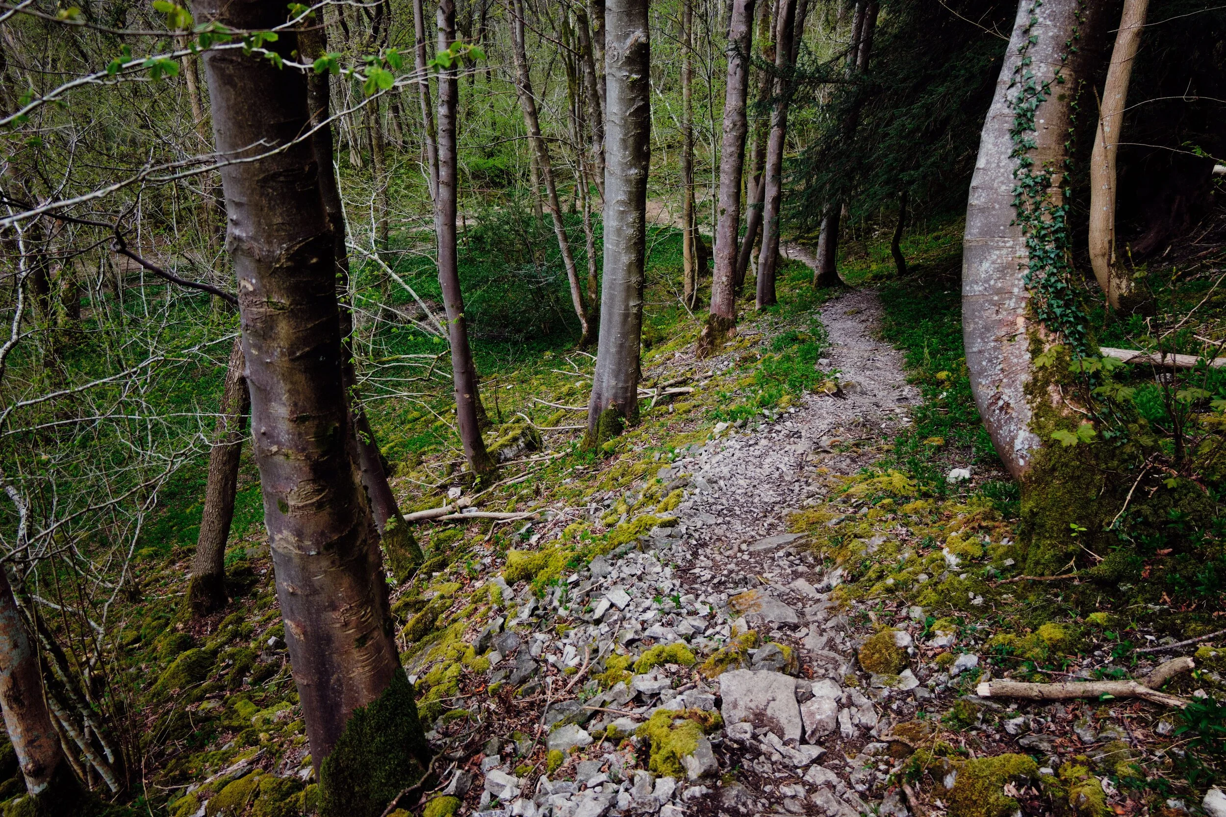  Limestone woods always have very interesting flora. 