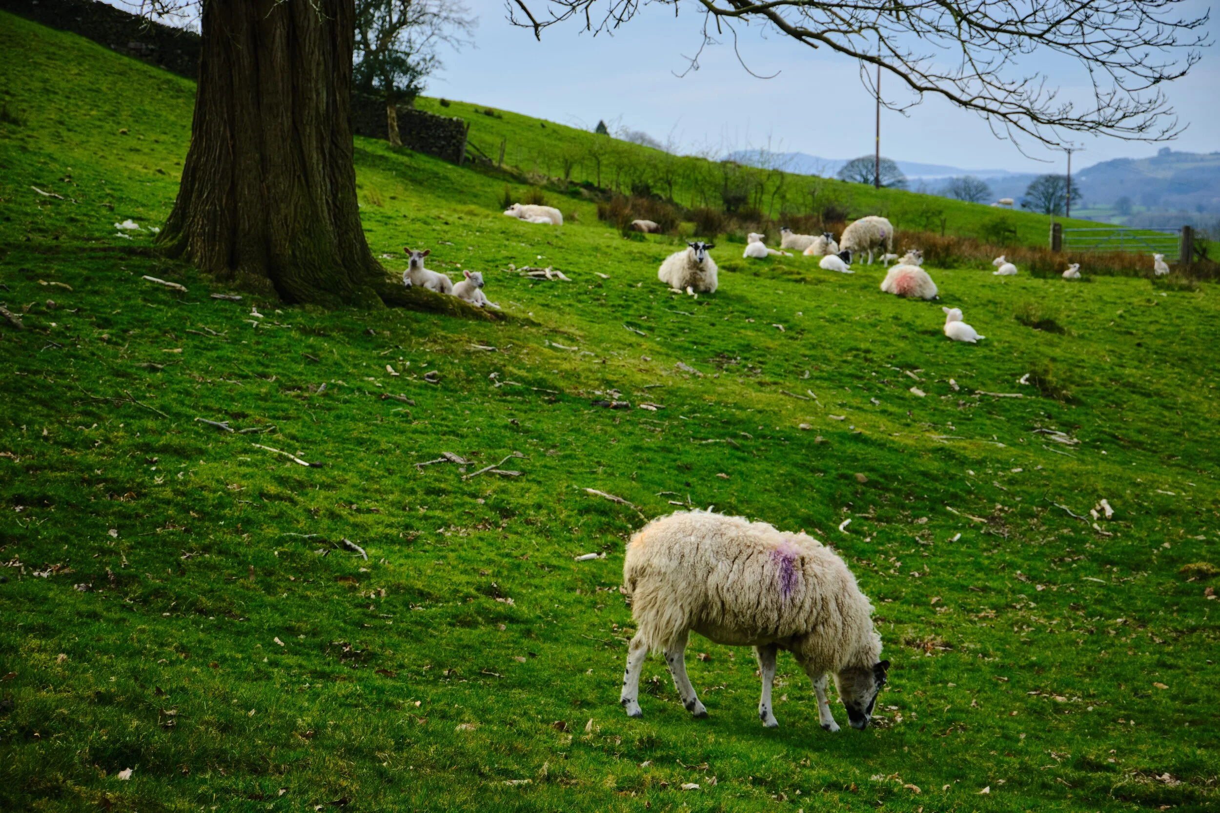 Plenty of North of England Mule ewes mothering their new lambs in the uplands above Kendal.