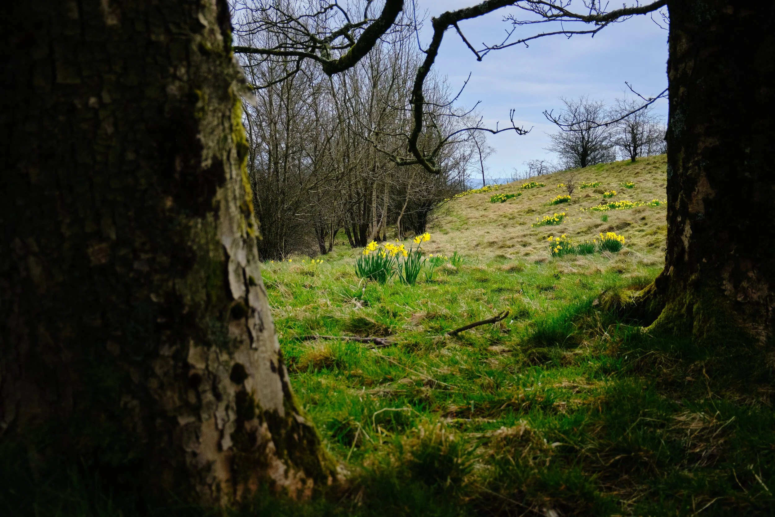 Resting in the shade of some trees near Fisher Tarn Reservoir. Plenty of daffodils about.