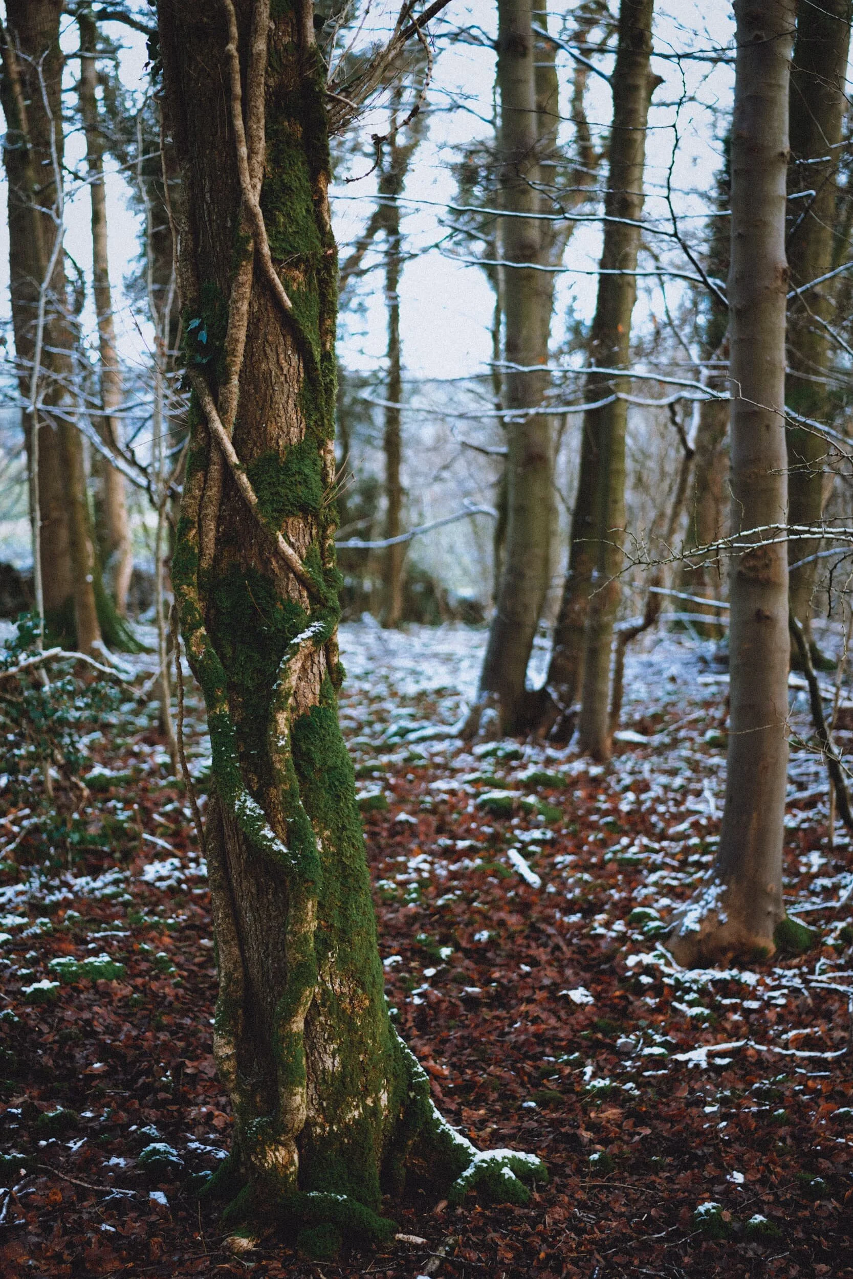 Had to snap this moss-covered tree with some sort of vine crawling up it.