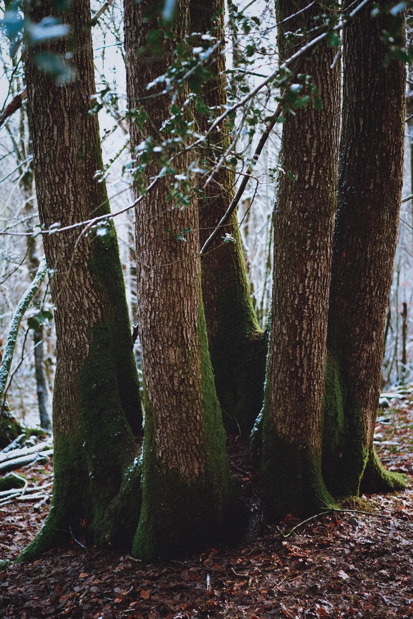 Another interesting sight. Is it five separate trees, sharing the same root system? Or one tree that’s split into five? I couldn’t say, but I know I’ve never seen owt like it. Here’s a photo of me climbing into the bowl of the trees.