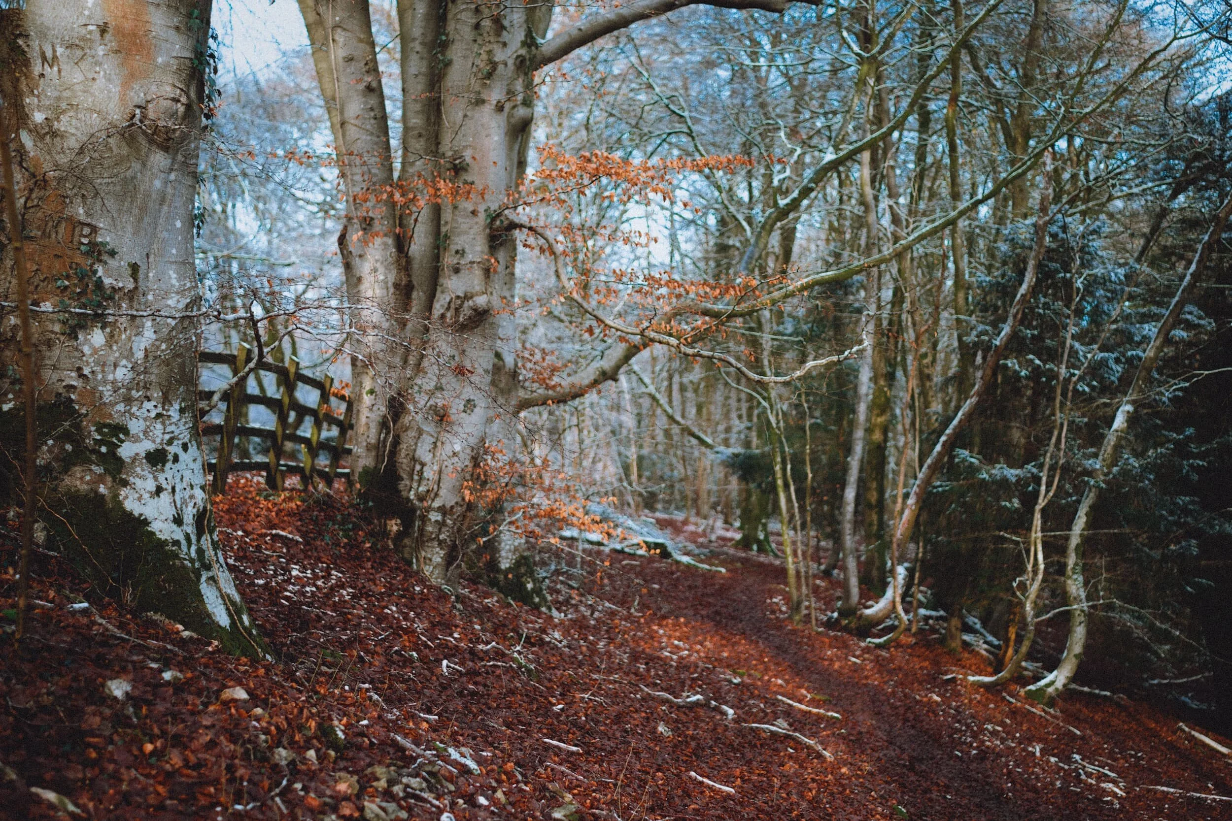 Still some nice pops of colour about in Warriner’s Wood.