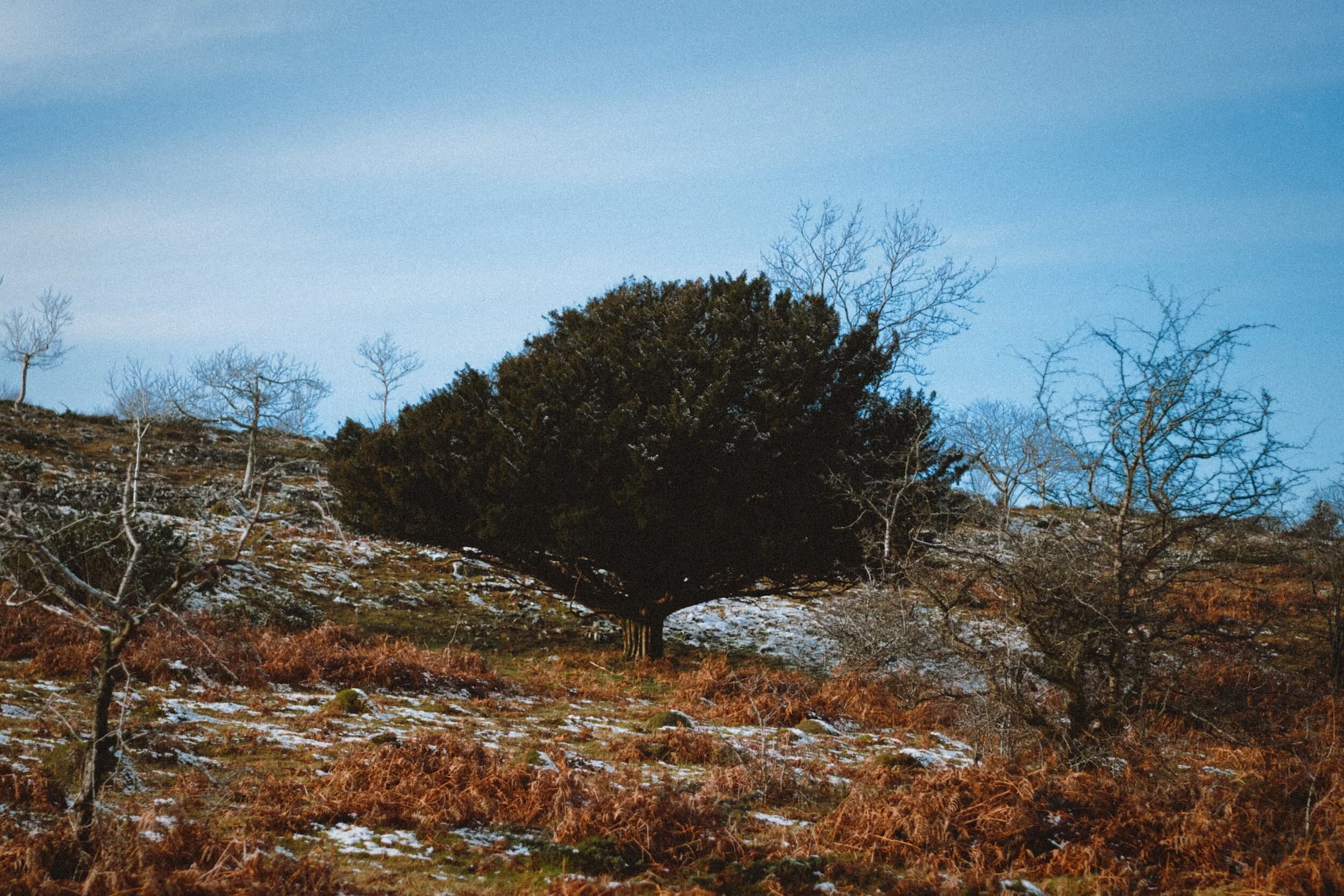 Out of the woods we cross the road and up onto Helsington Barrows, following the trail up to Scout Scar.
