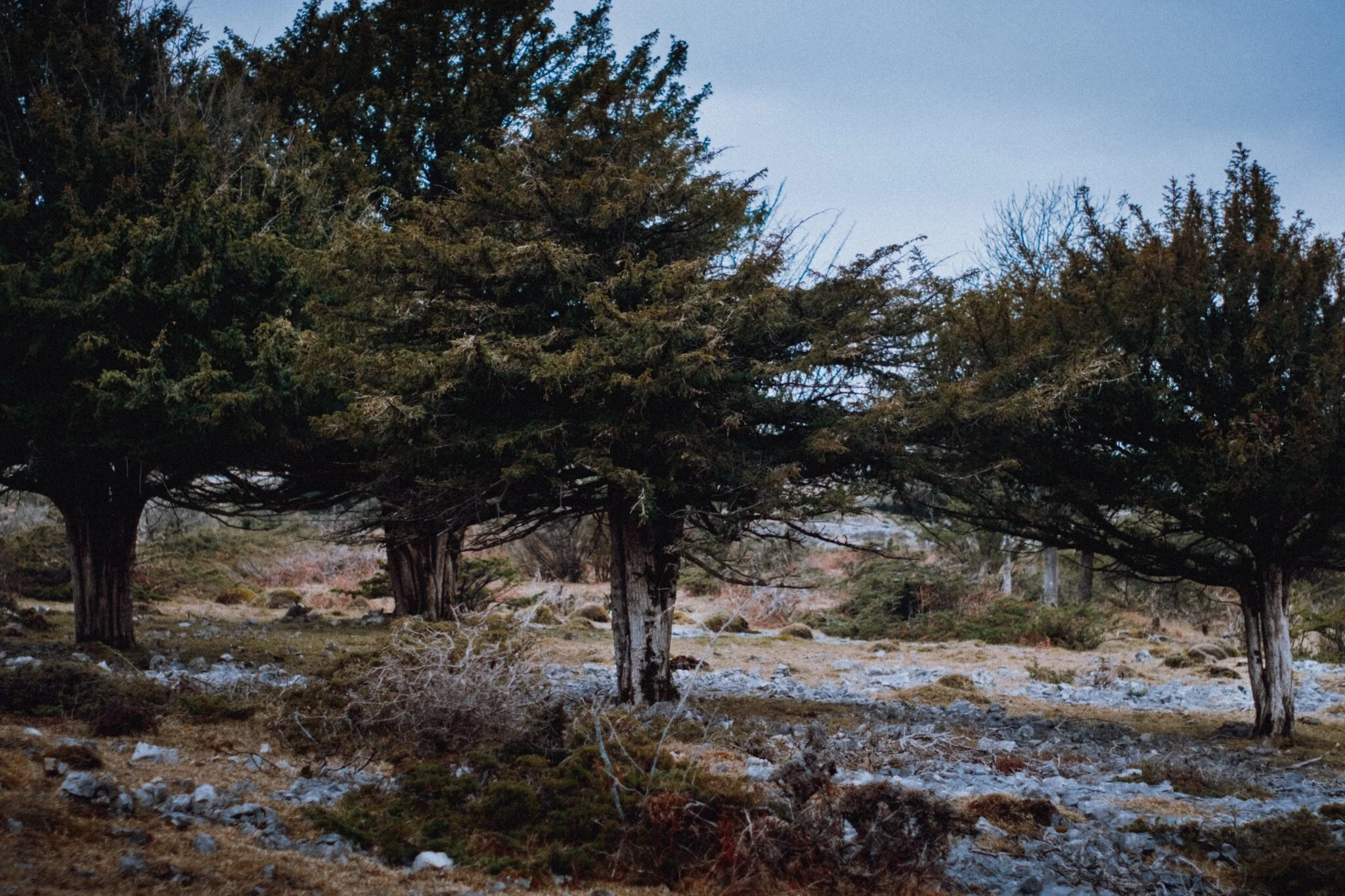 An appeasing group of common yew, Taxus baccata. Most parts of the tree is poisonous… just so you know.