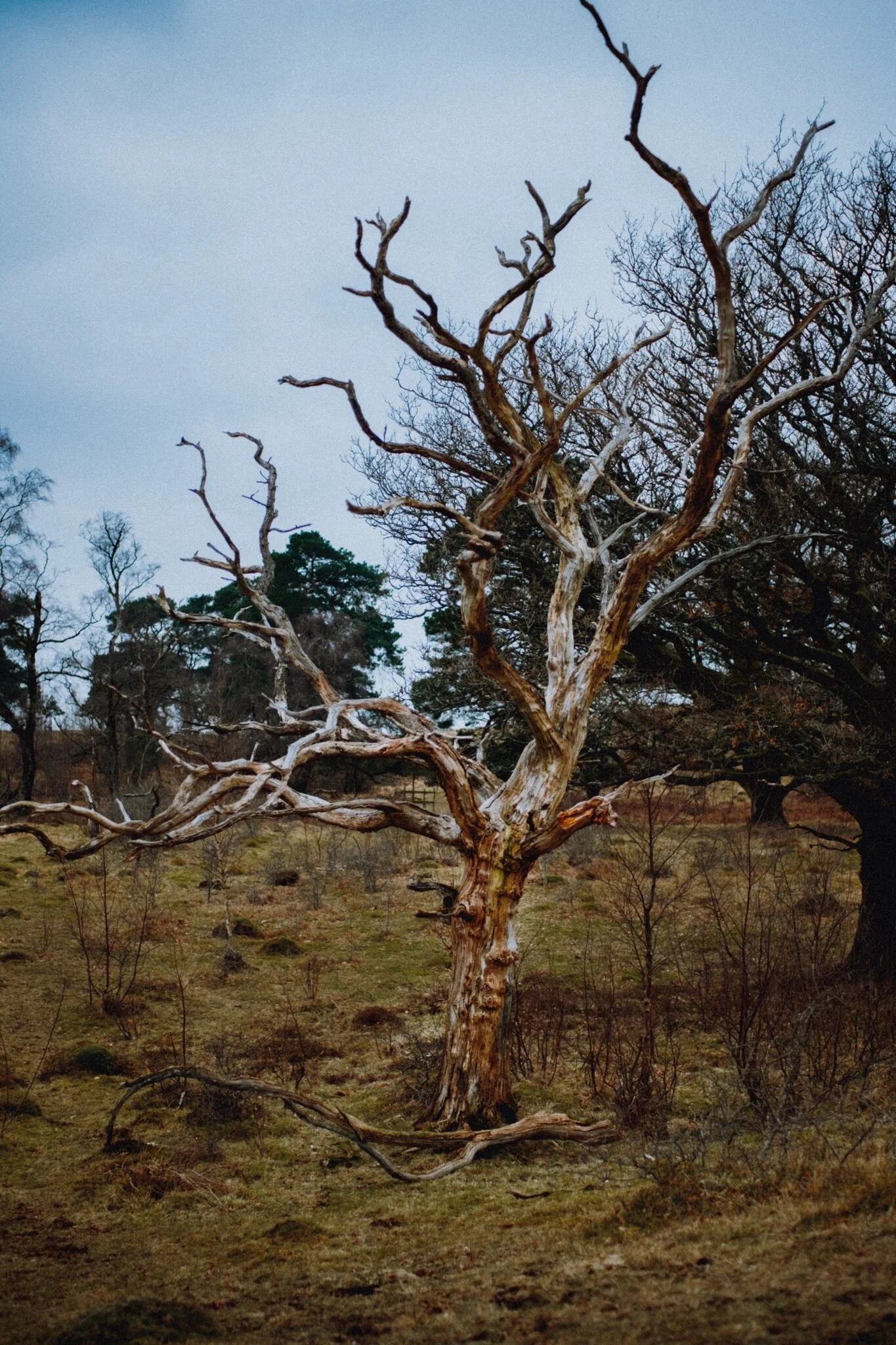 A rather beautiful tree.