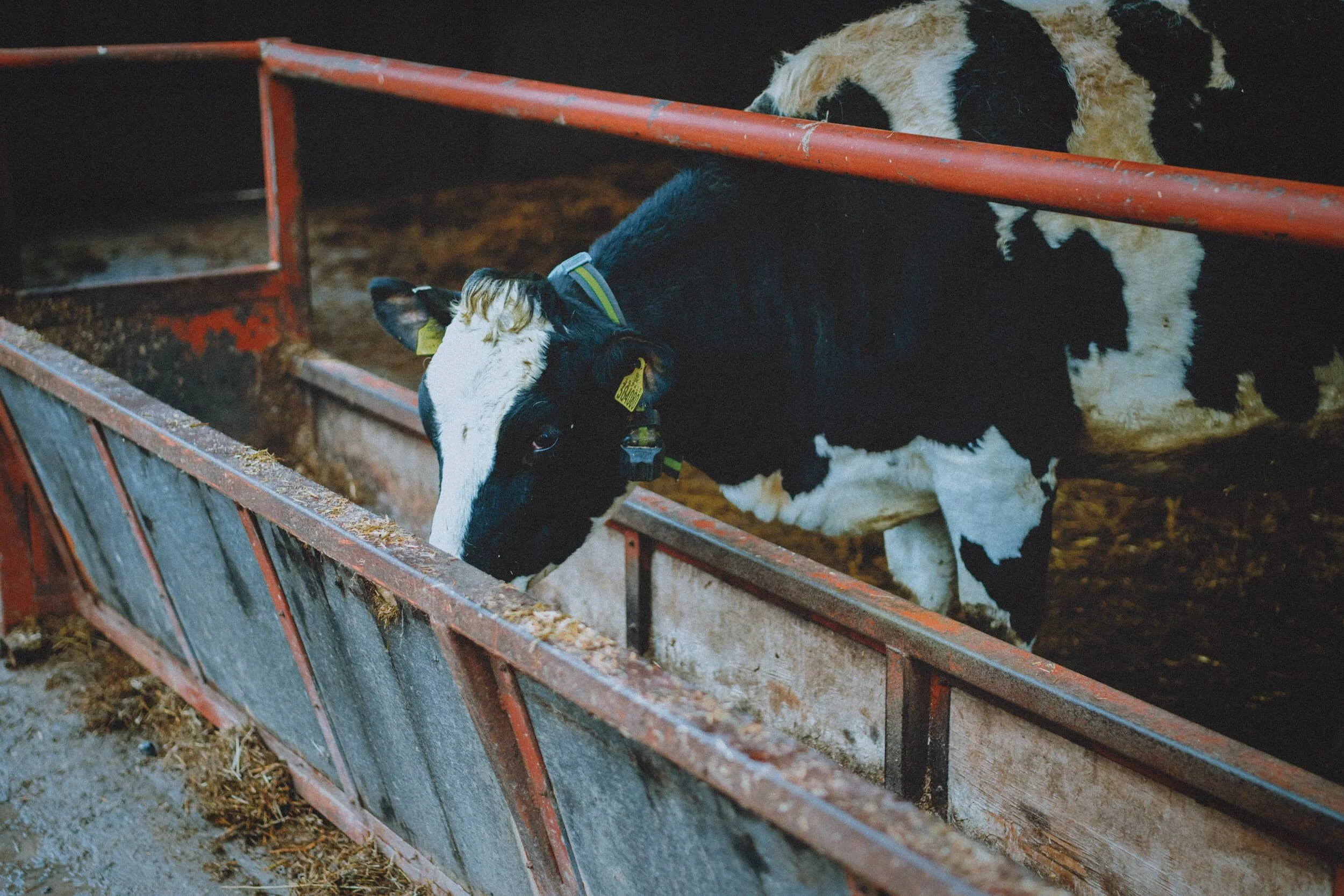  The route back to Kendal means you have to follow the Public Bridleway through Jenkin Crag Farm. And that means… cows! 