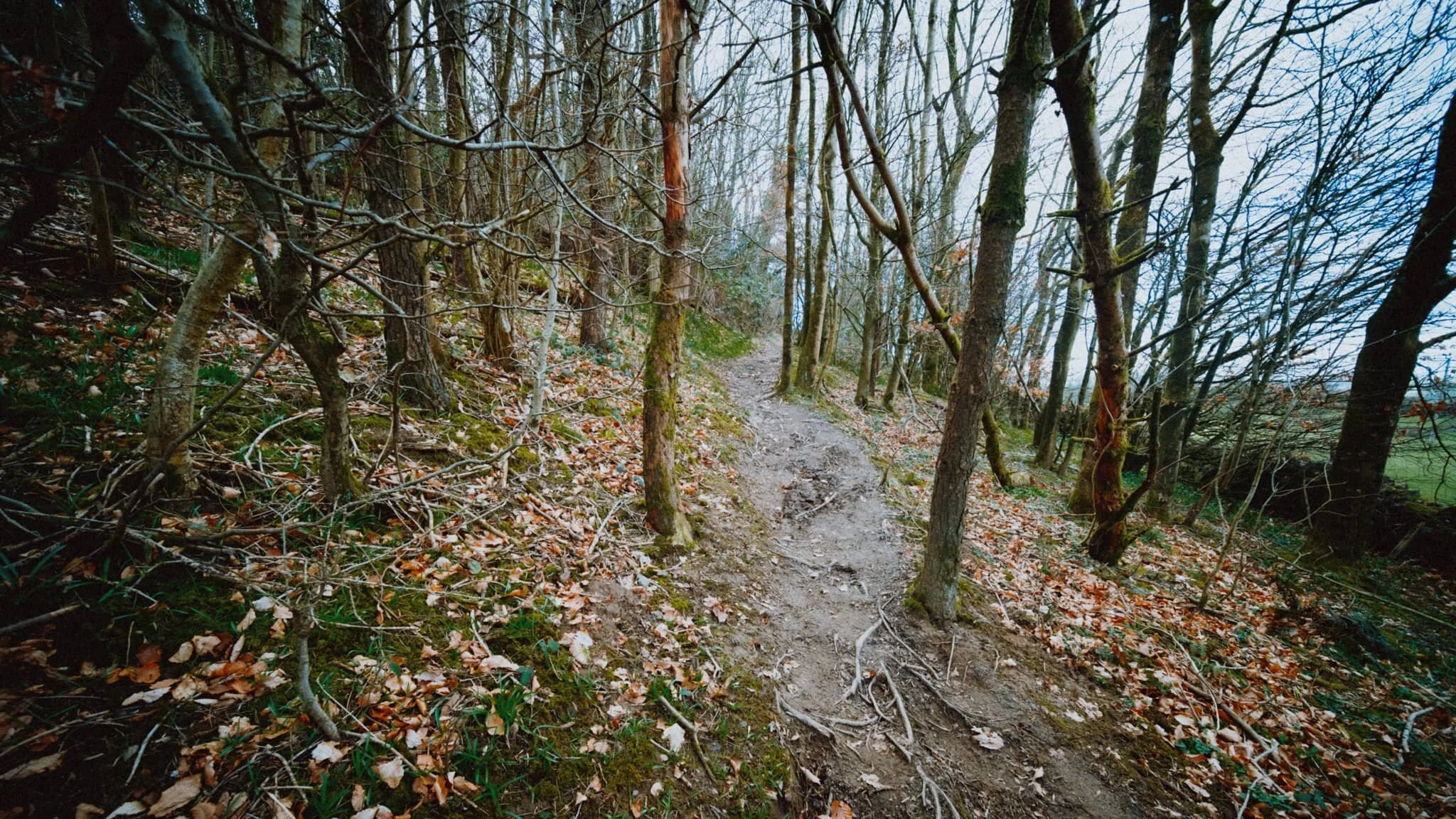 After shopping and hot beverage refreshments, we took the footpath beyond Plumgarth’s up Cunswick Scar via this steep wooded track. It’s usually quite muddy, and thus slippy, but thankfully a lot of the mud had dried out enough for ample traction.