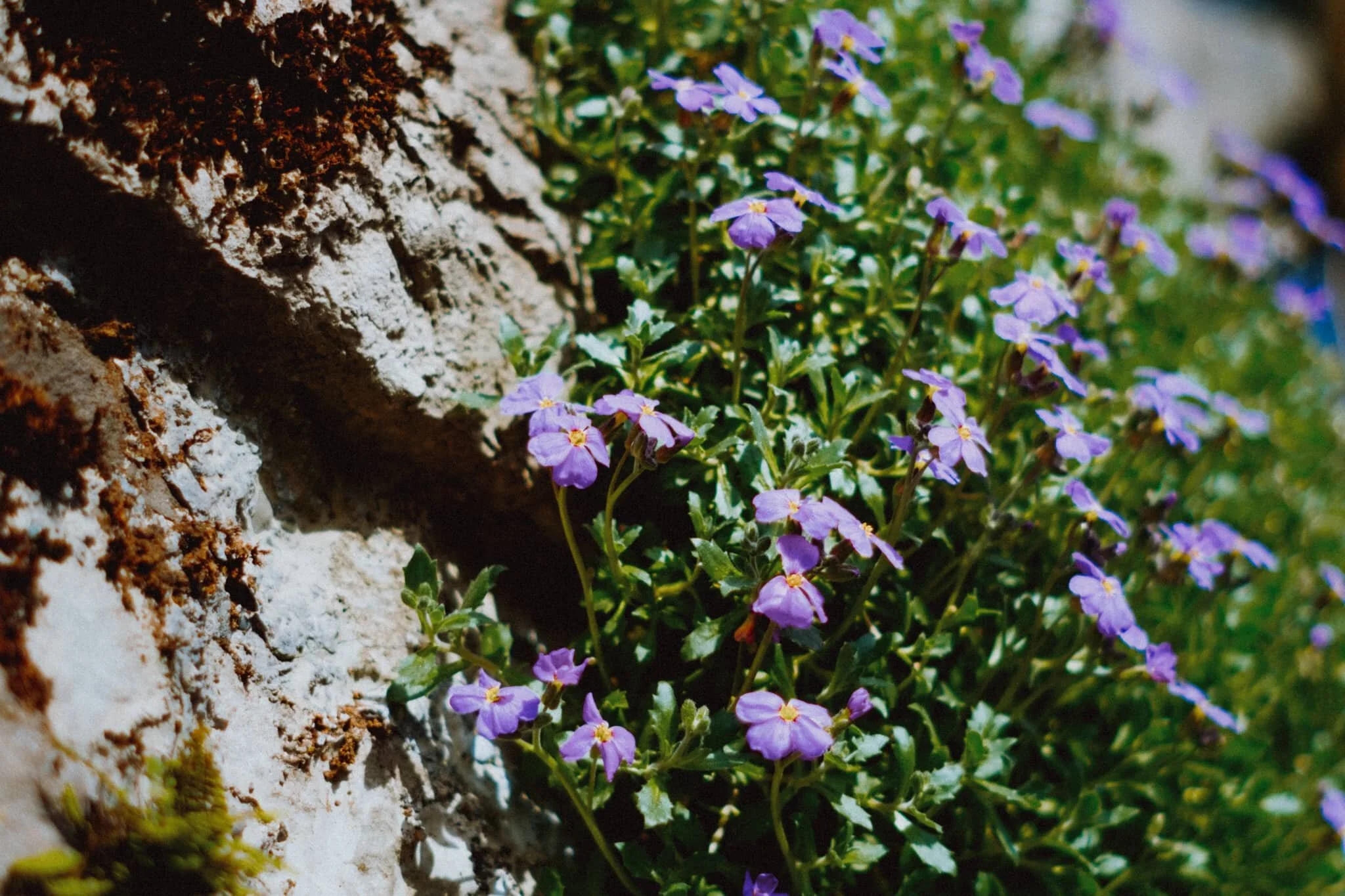 A lovely display of flowers high up one of the walls down Beast Banks. Google thinks this is Aubrieta deltoidea, sometimes known as lilacbush, purple rock cress, or rainbow rock cress.