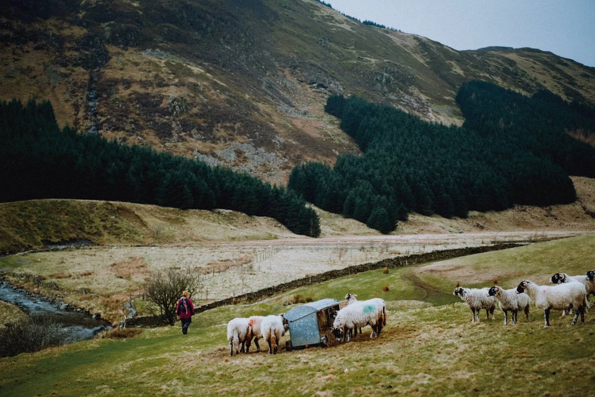  Probably my favourite shot of the bunch. Swaledales enjoying the hay feed, my lovely Lisabet striding ahead, and the fells beyond. Lovely. Spring is coming. 