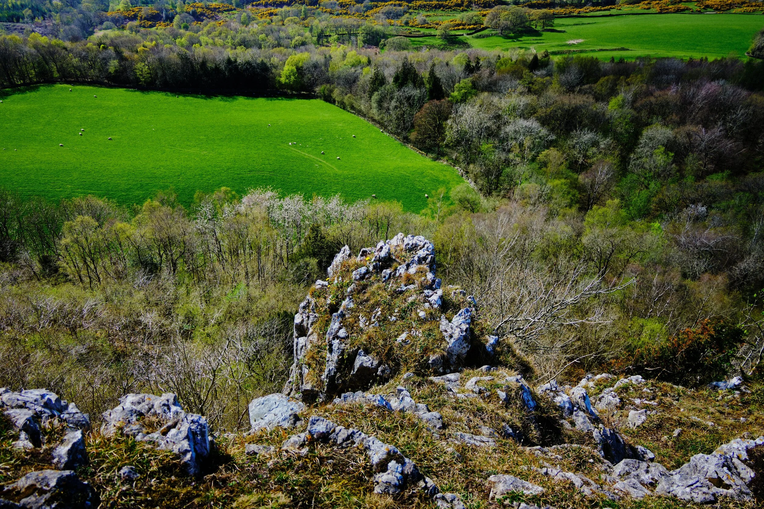 Standing right on the edge of Scout Scar’s limestone cliff, looking down the sheer drop to the Lyth Valley below.