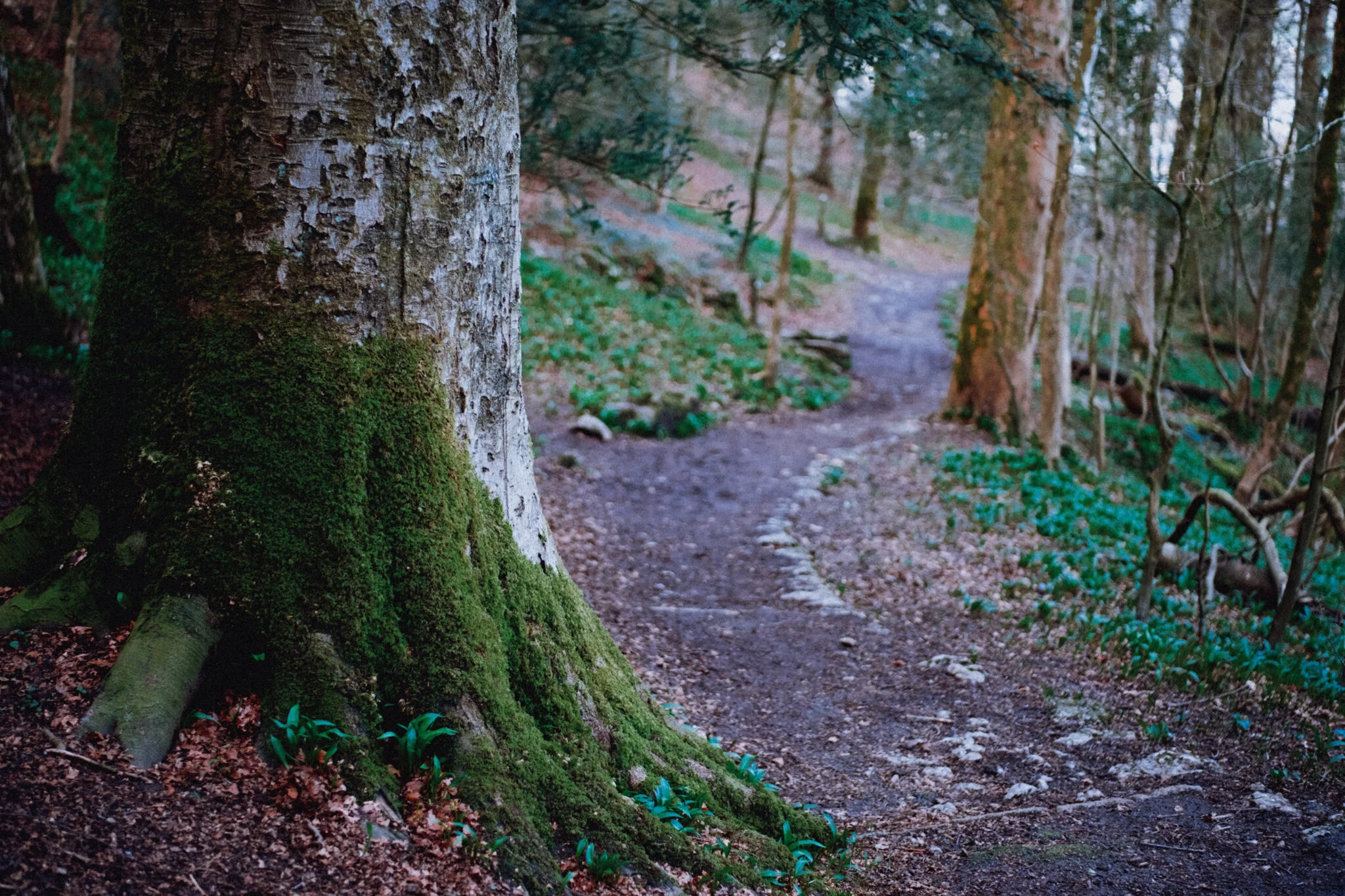 I love that soft light you get in the woods, especially when the last of the day’s light is dipping below the horizon.