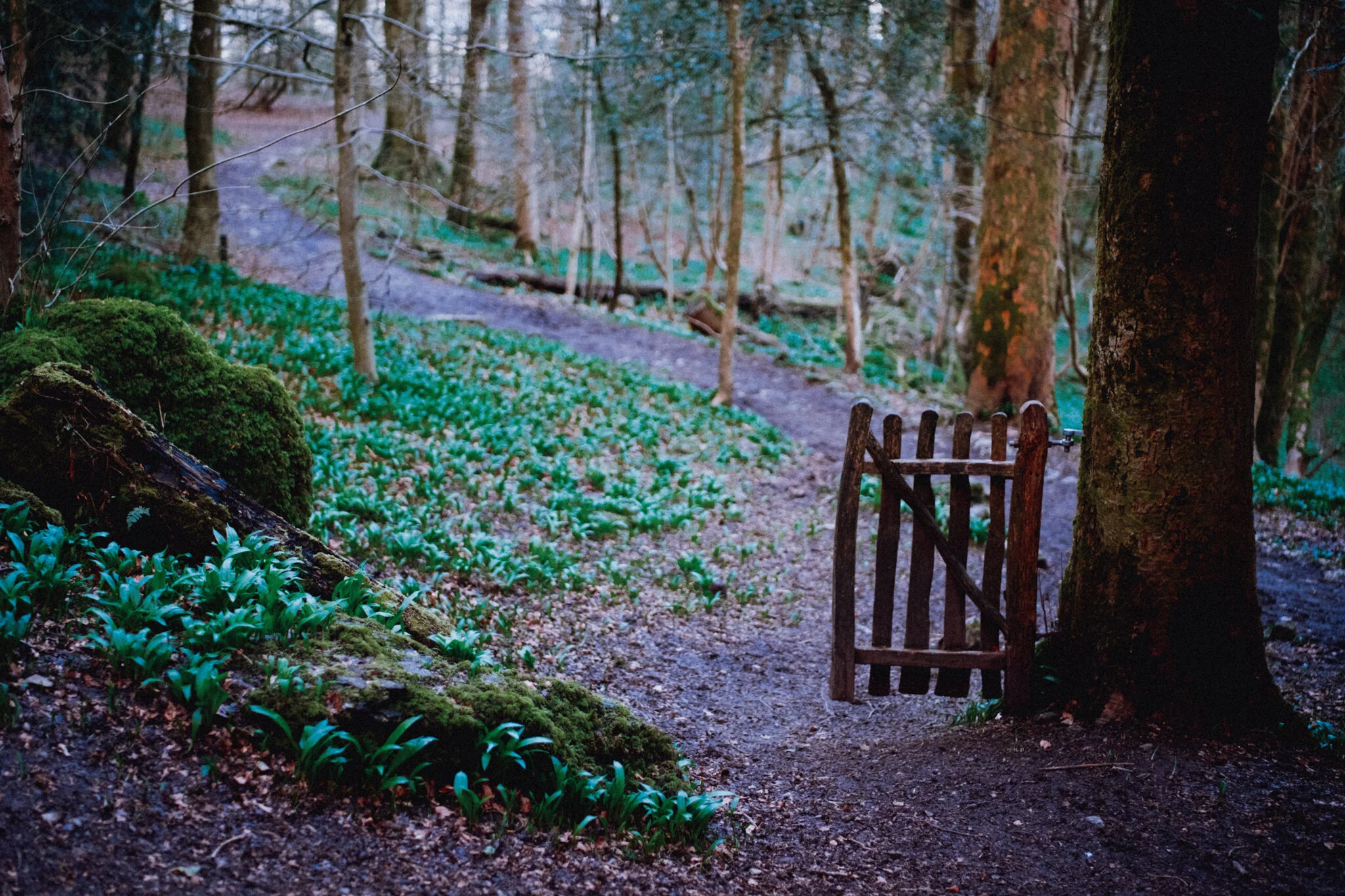 One of my favourite little spots in Serpentine Woods: the Unnecessary Gate.