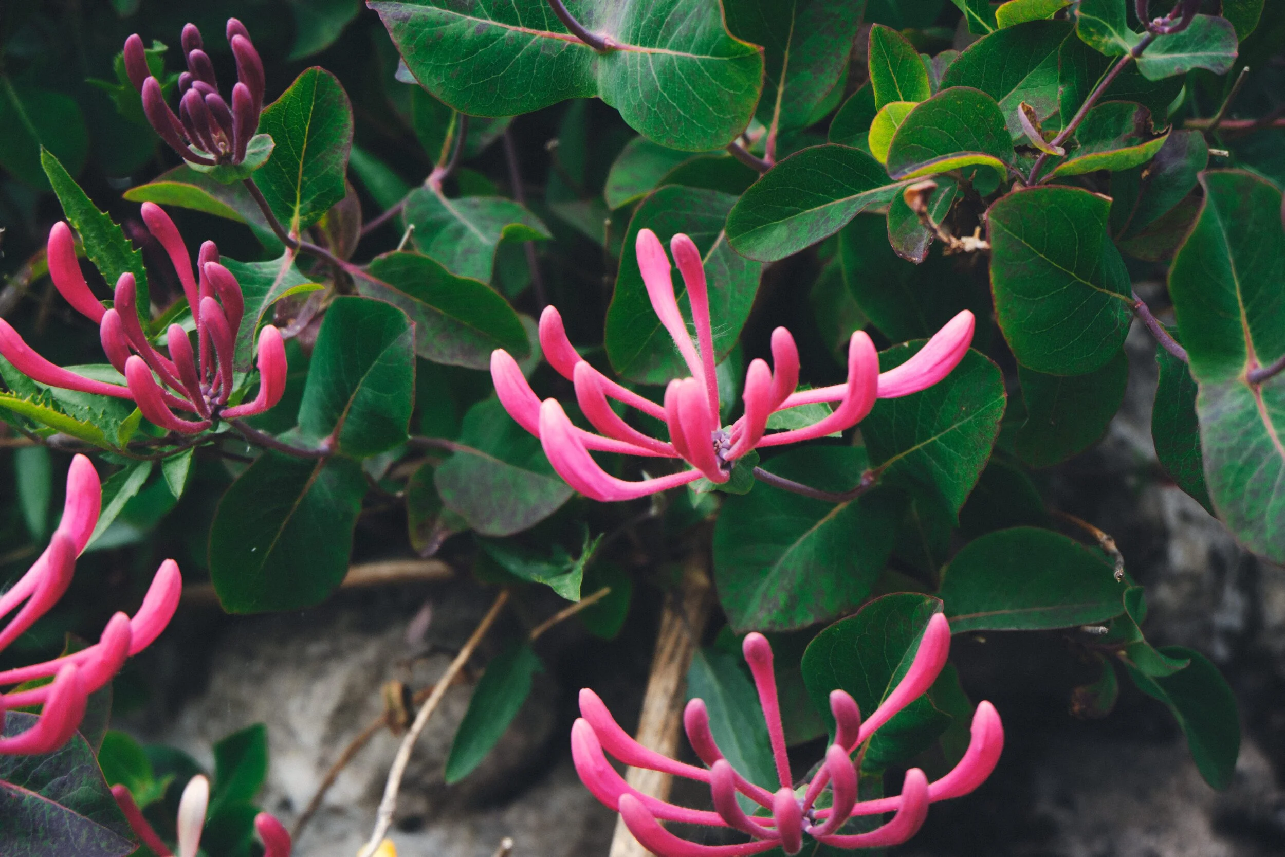  This is honeysuckle, or  Lonicera periclymenum . 