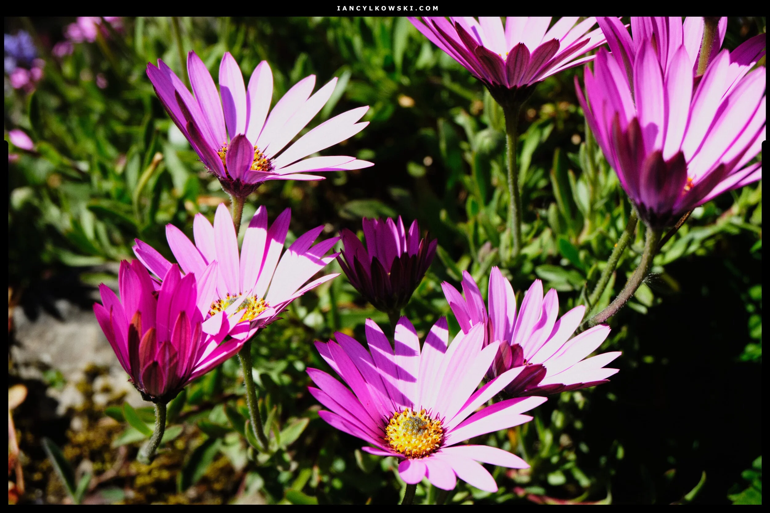  Spotted these beauties growing in someone&rsquo;s rockery. Google reckons they&rsquo;re  Osteospermum , or &ldquo;African Daisies&rdquo;. 