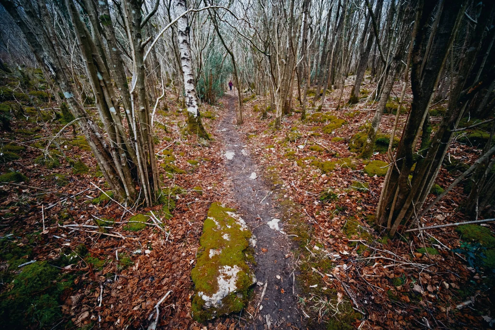 The way back to The Row through the Township Plantation. We&rsquo;ll be back, Whitbarrow… 
