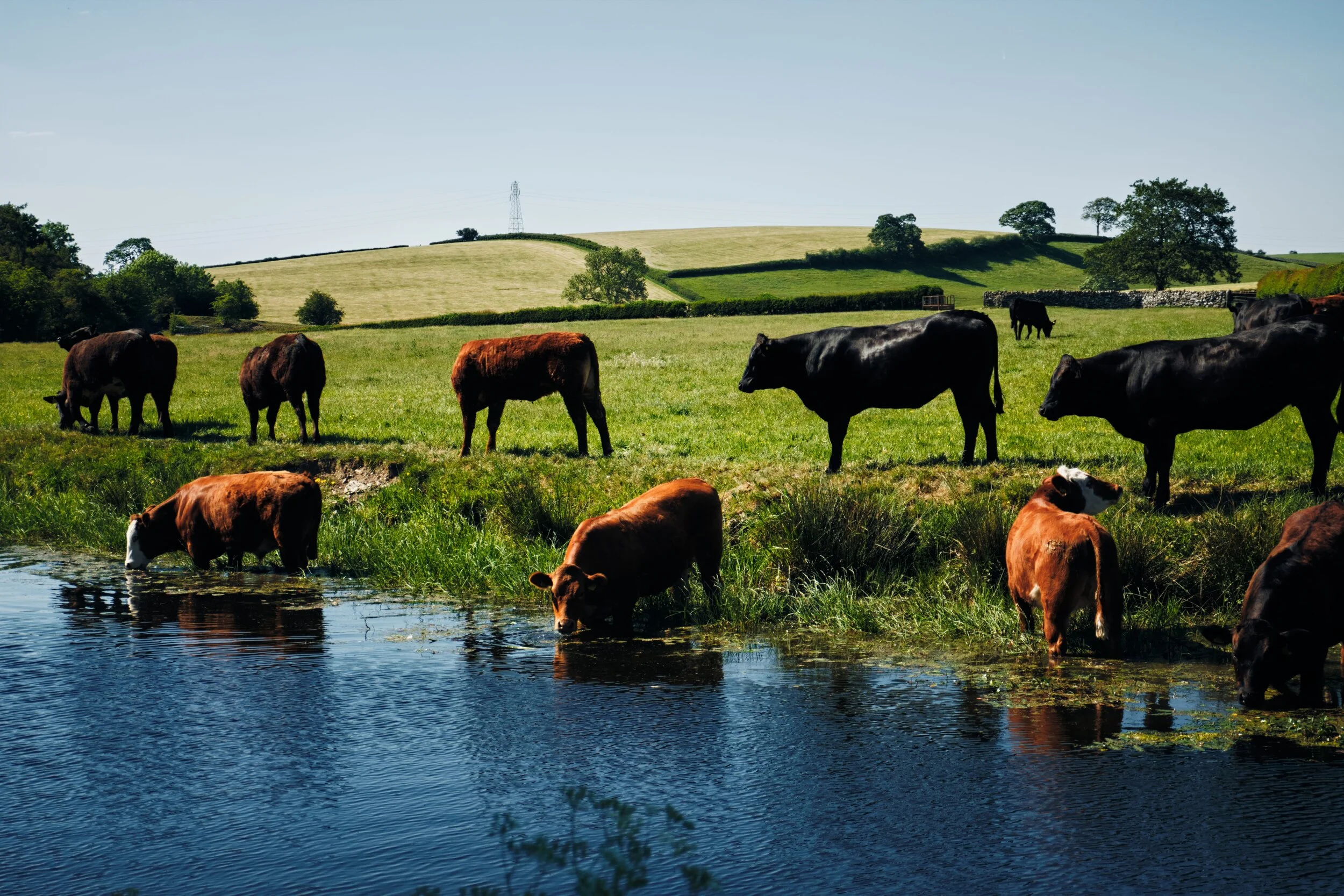 Bulls and bullocks paddle in the waters of Lancaster Canal to cool down and have a sip.