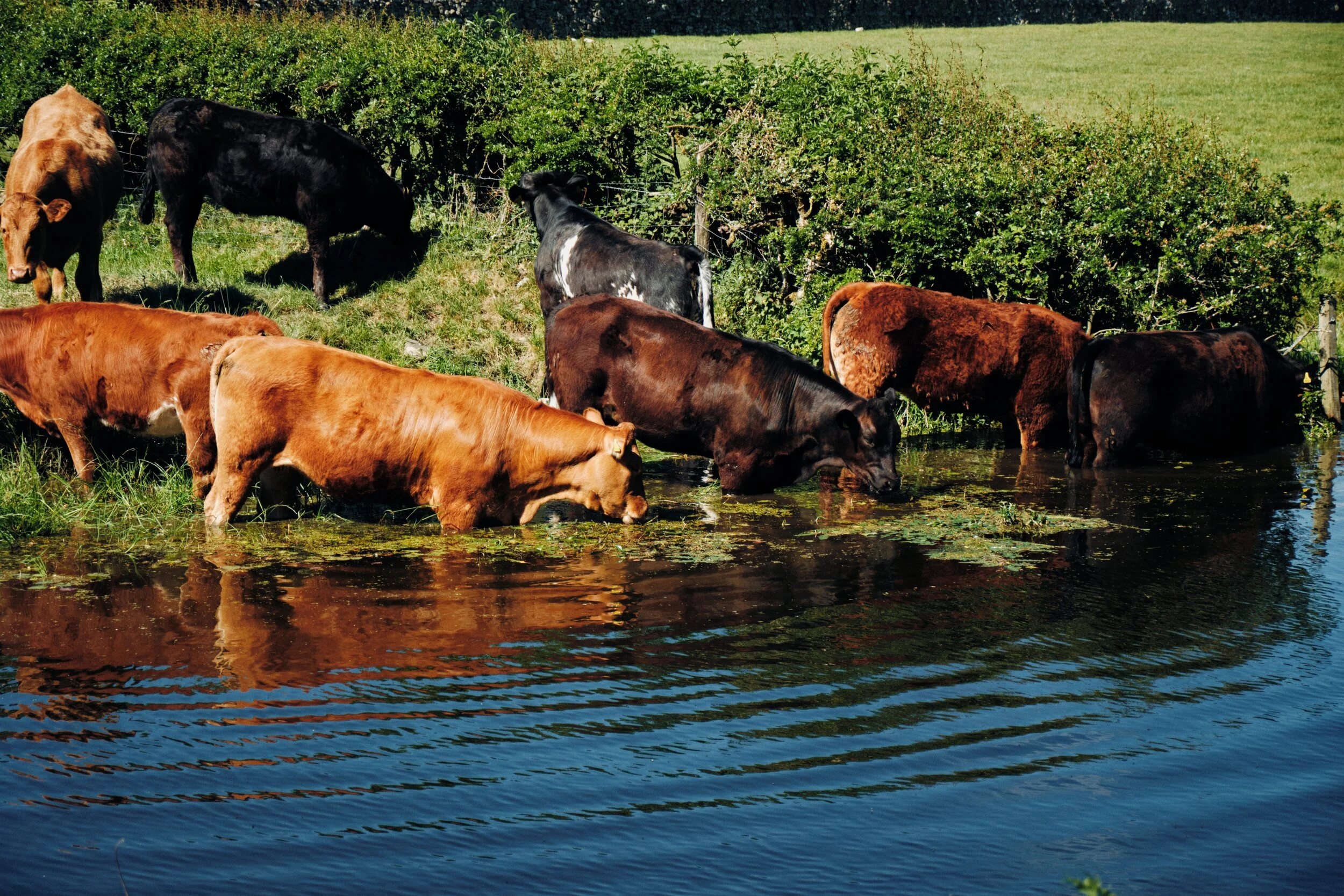 Honestly, I were tempted to join them.