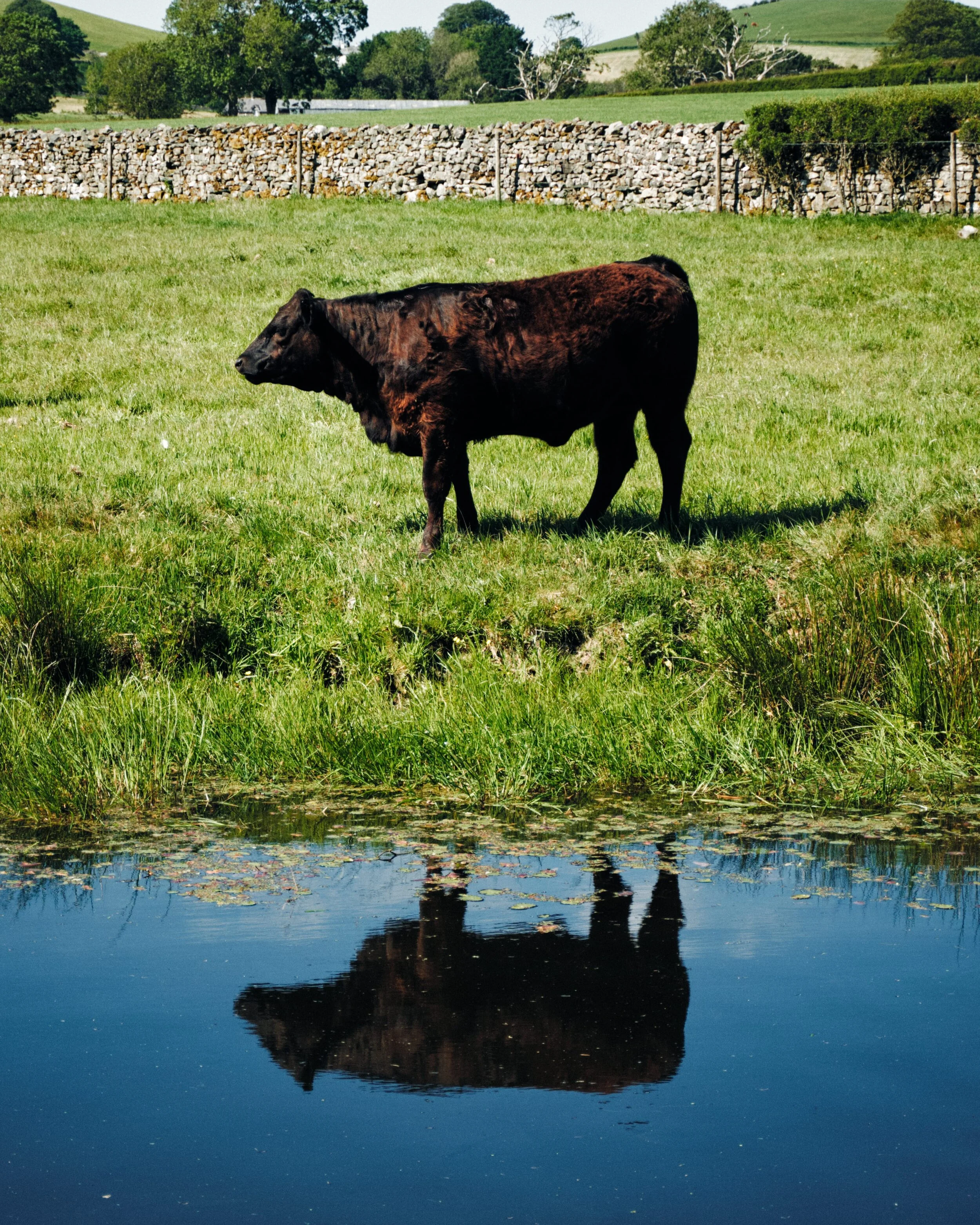 I kept waiting for this bull to look at me for this photo but it adamantly refused.