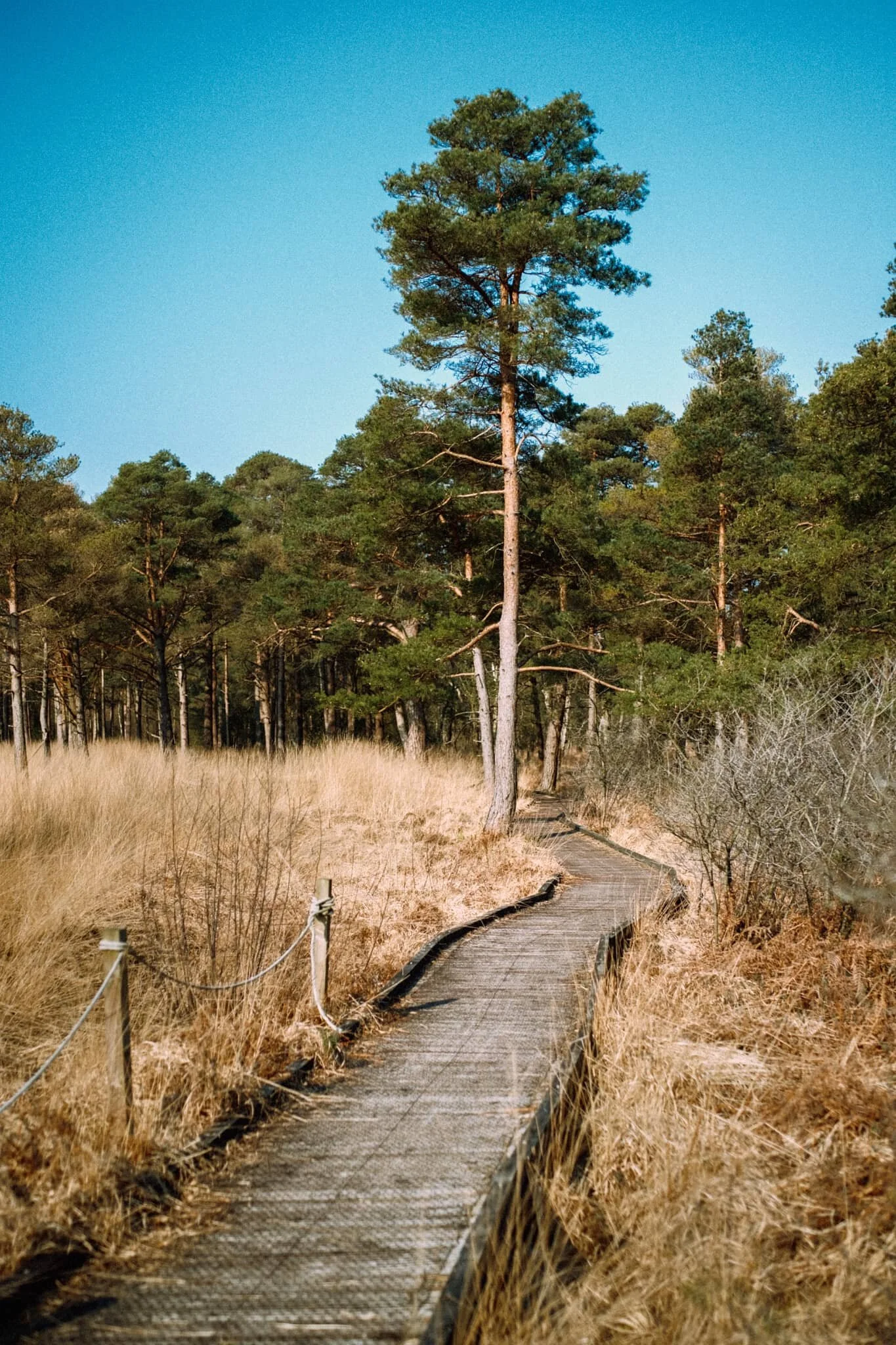 Back into the woods we go.