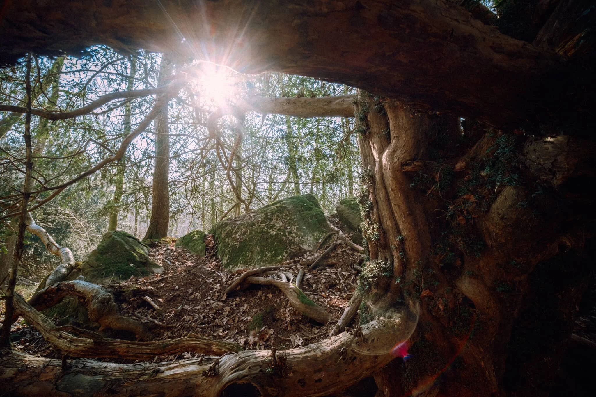 There were barely any clouds on our outing, allowing for the sun to penetrate through the canopy of the woodland.