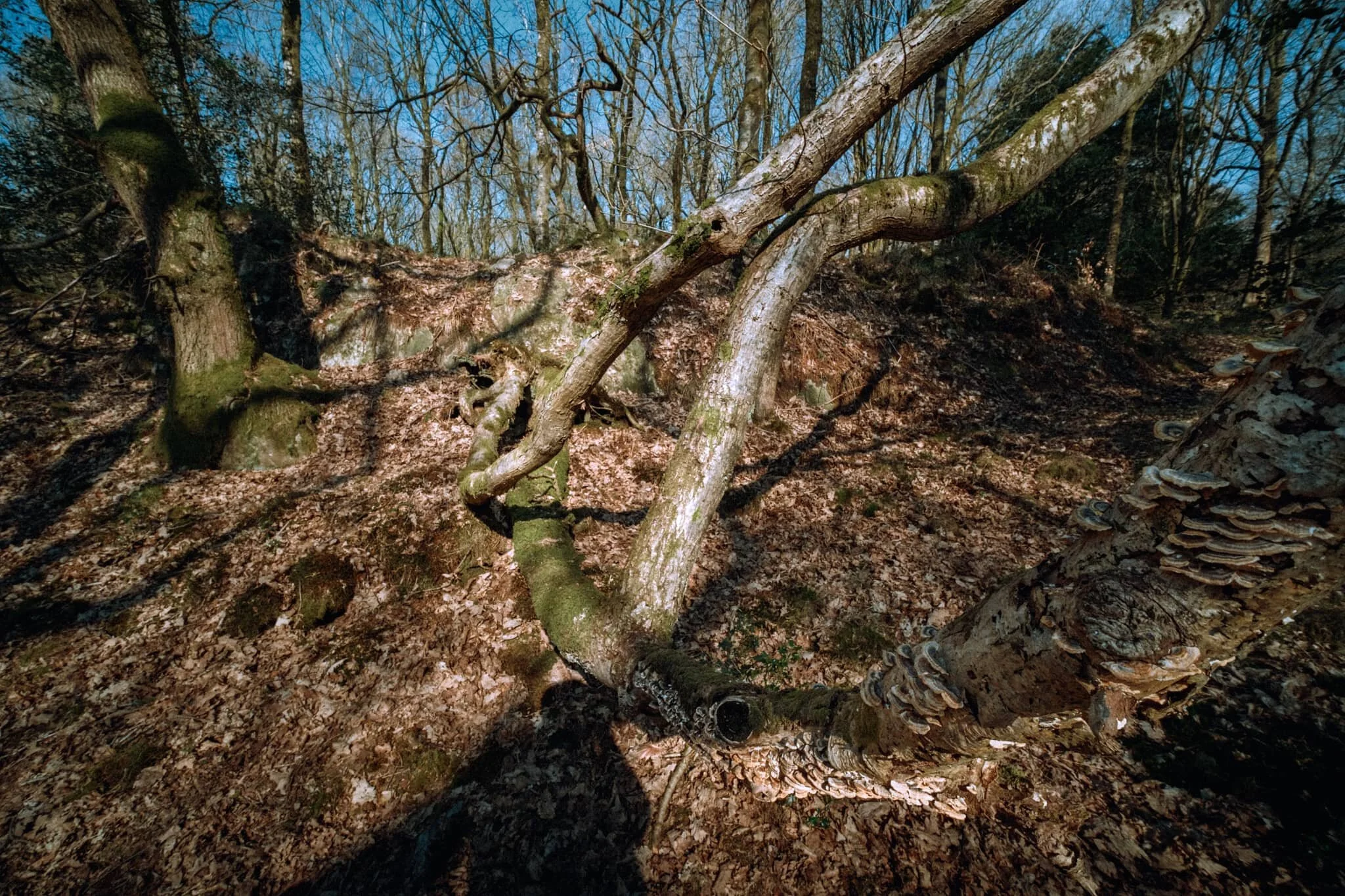 More snake-like tree trunks and branches, with the addition of fungi, which Lisabet was happy to find.