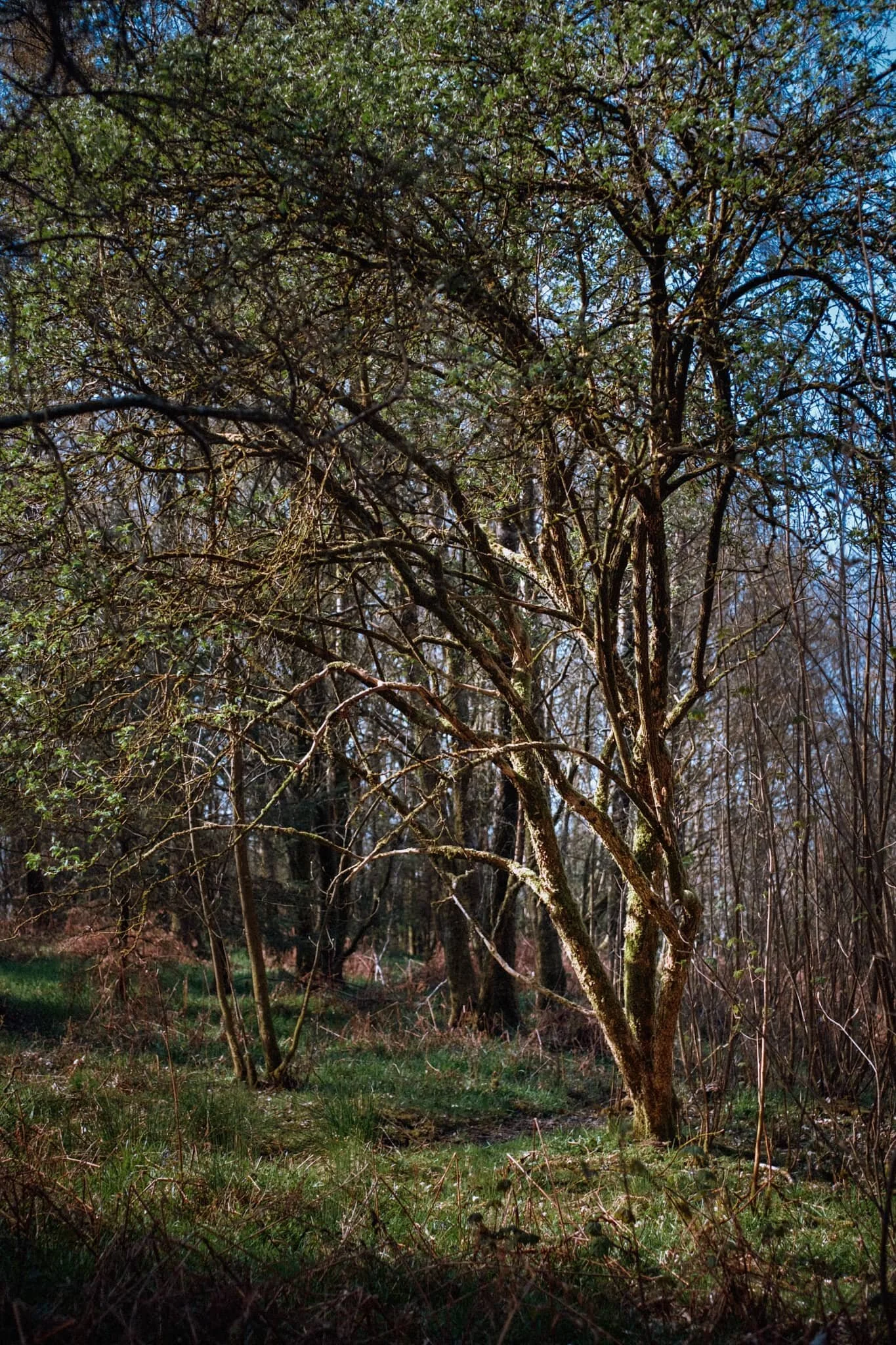 Just a moment, when the light caught only this tree.