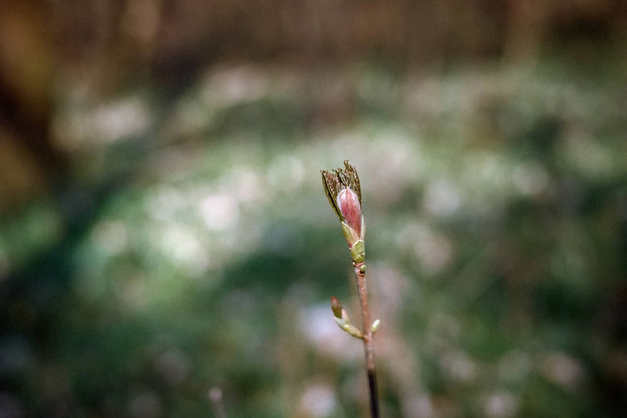 Flora blossoming everywhere.