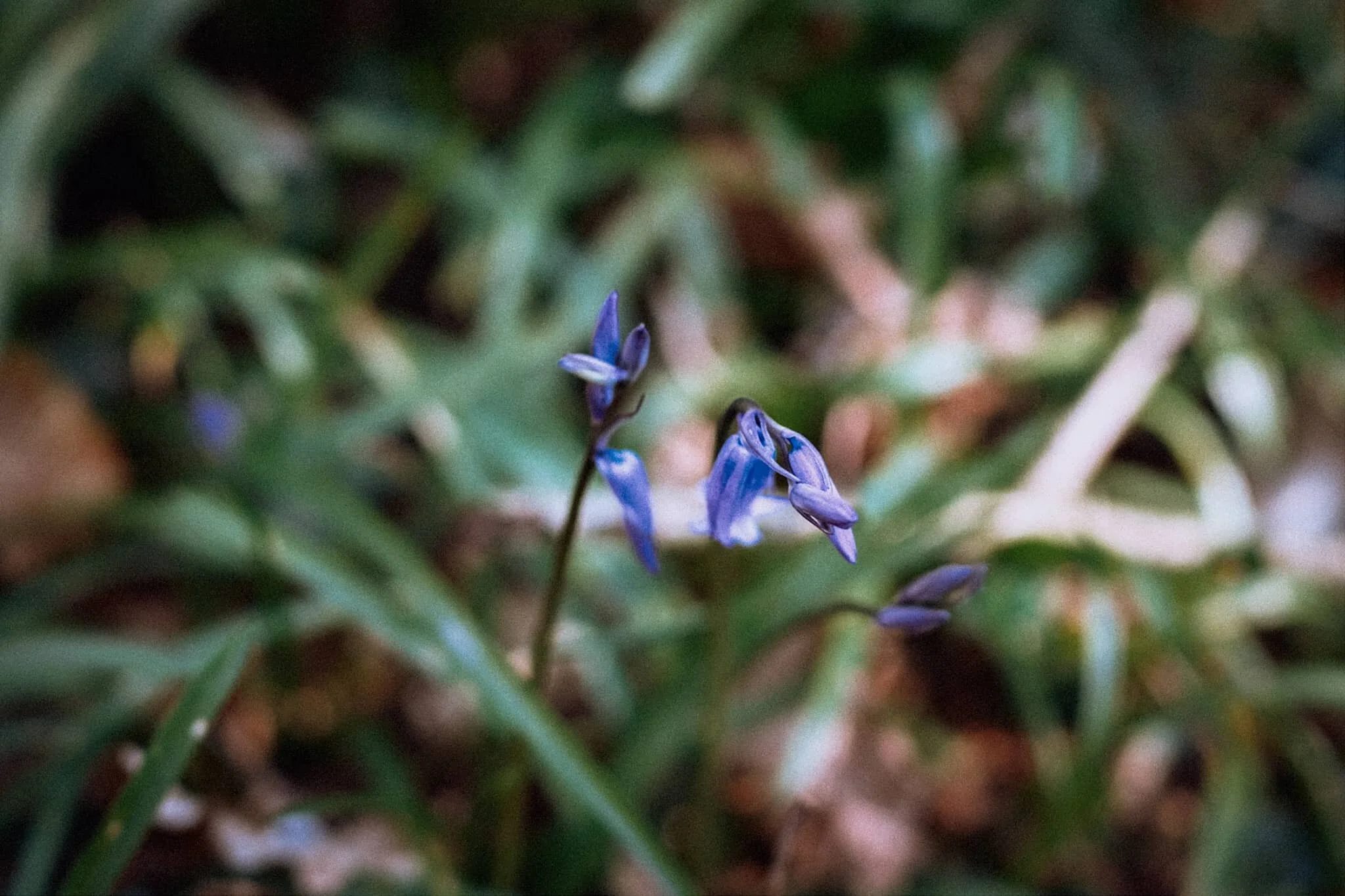 An early Bluebell. We’ll be seeing more of these in the various woods around Cumbria within the next fortnight or so.