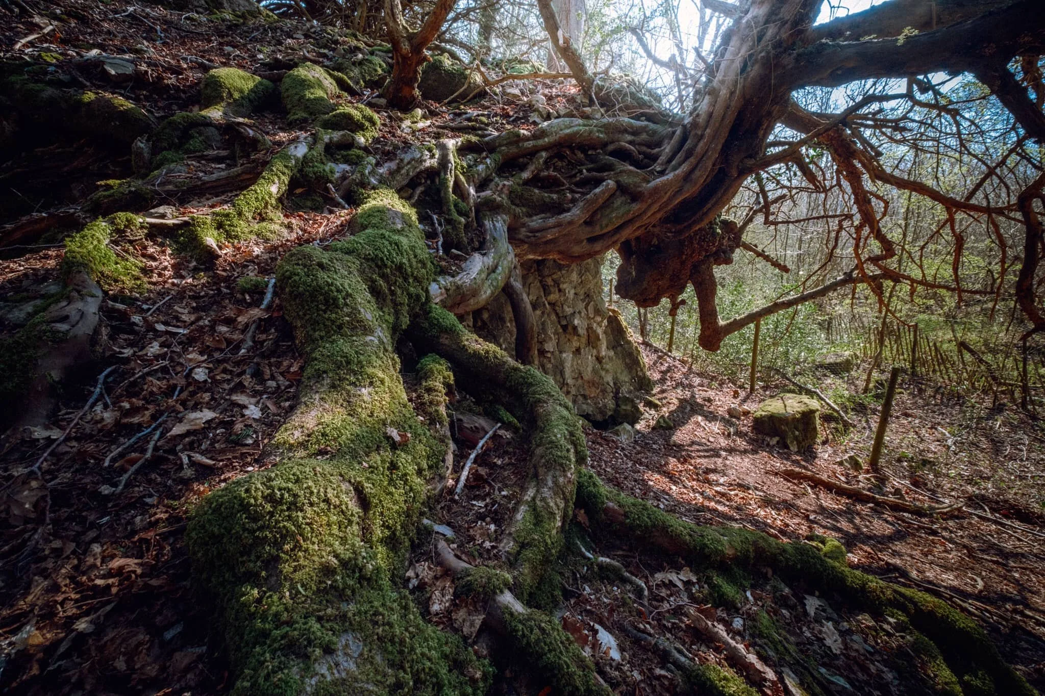 A weird configuration of a limestone outcrop with a tree root system slowly enveloping it.