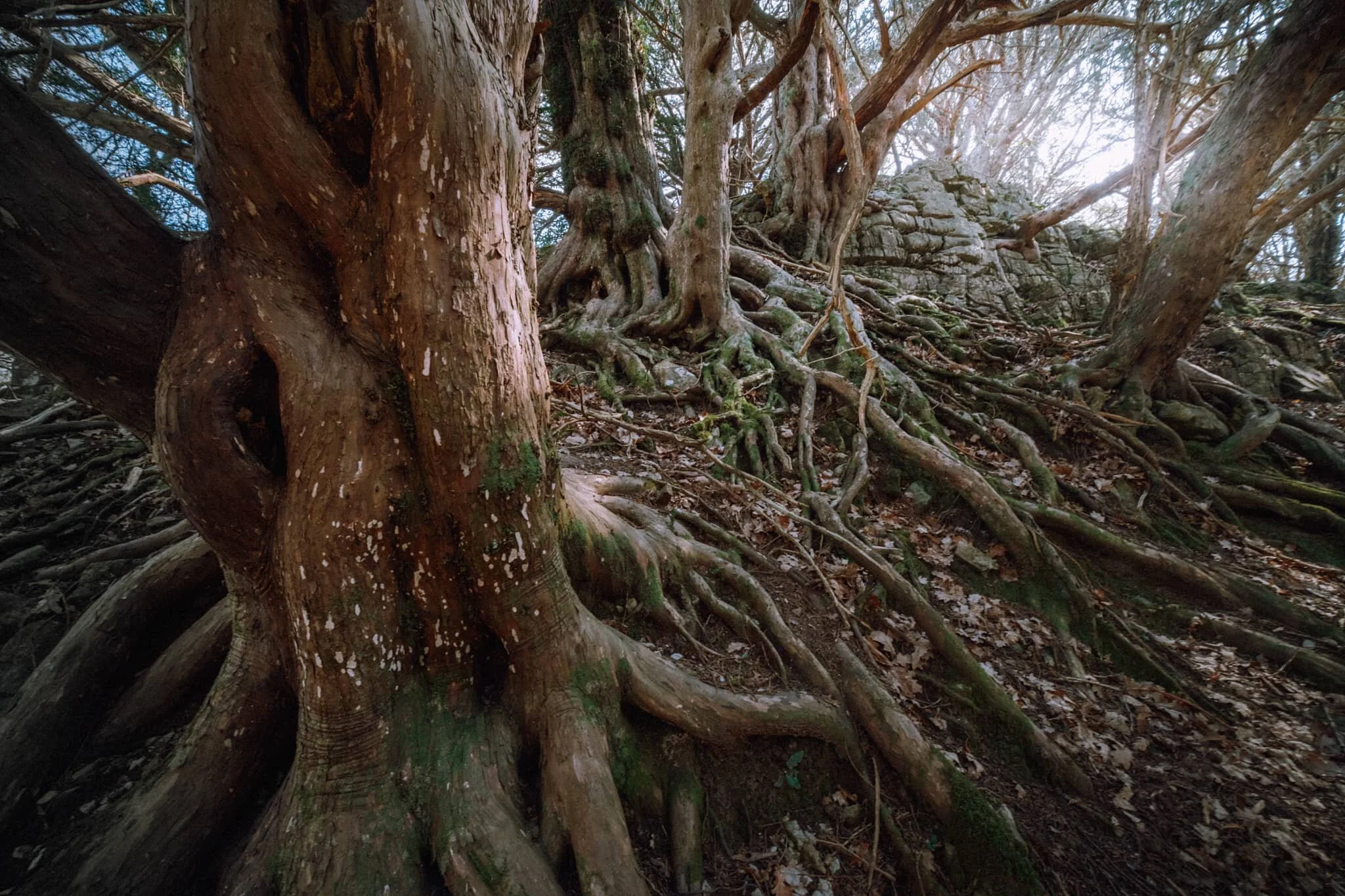 Tendrils of wood everywhere, gorgeous textures abound.