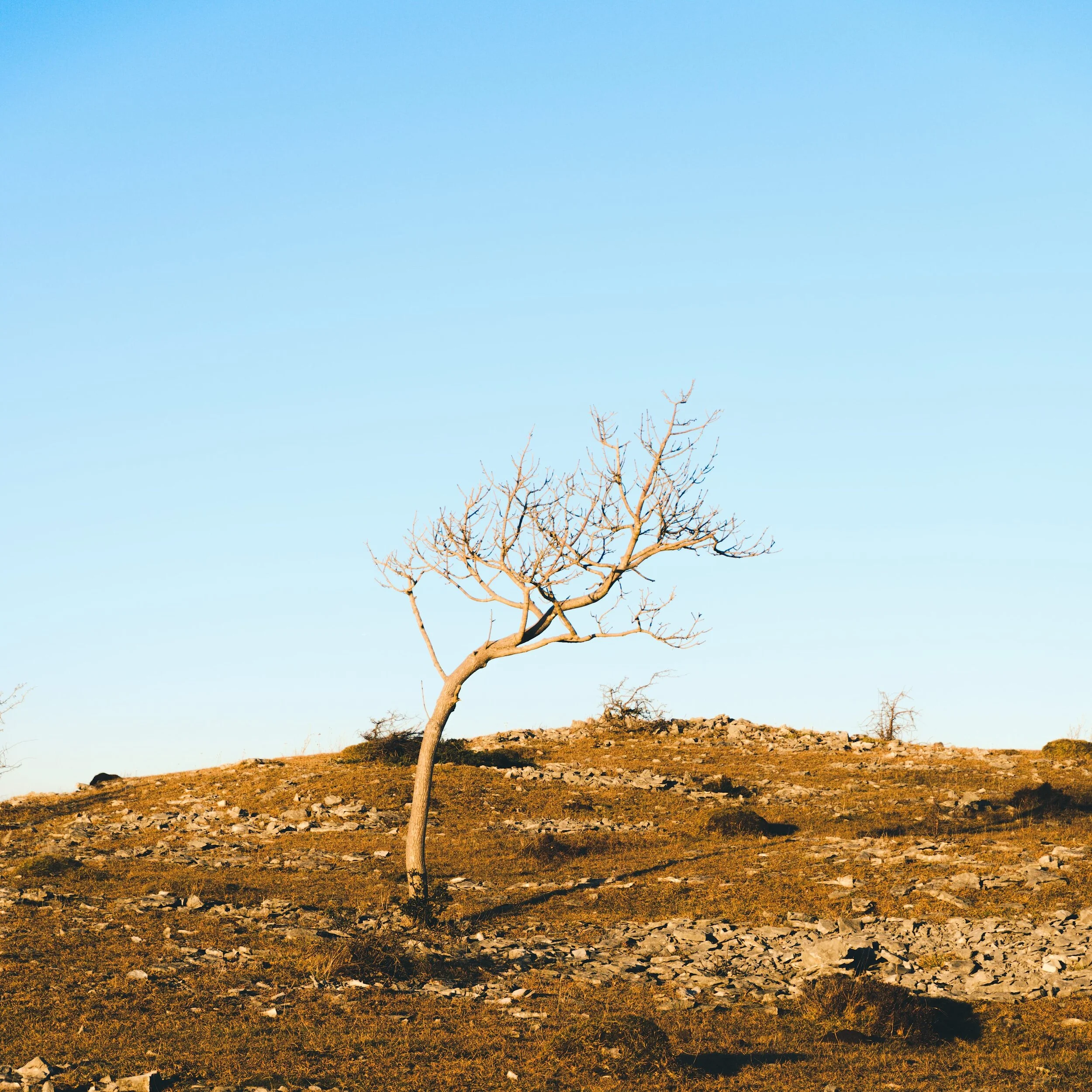 Newyear_Scoutscar 11