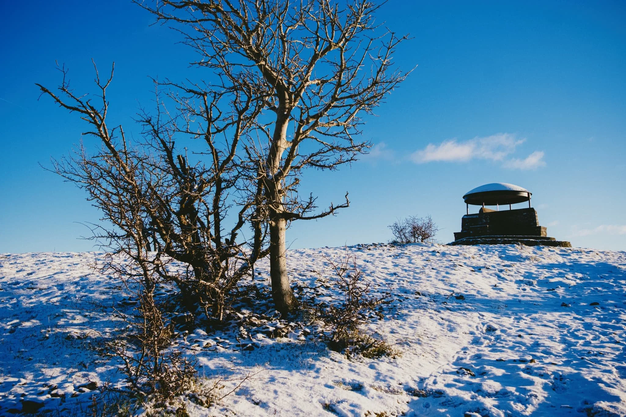  Windswept trees, stripped bare of their leaves as the sun begins to set. 