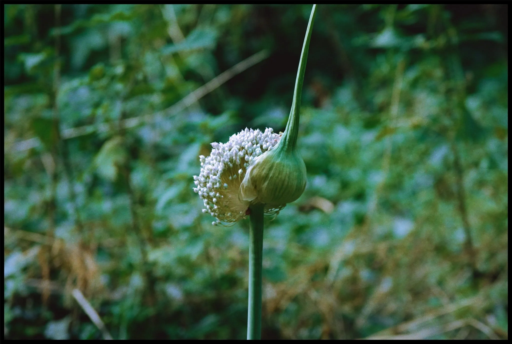  Further up Castlehaw Lane lots of wild vegetation lined the track, including something more unfamiliar and almost &ldquo;alien&rdquo; to us. Turns out this is Elephant Garlic, or  Allium ampeloprasum var. ampeloprasum . Closer relative of leek than garlic, apparently. Never seen one before. 
