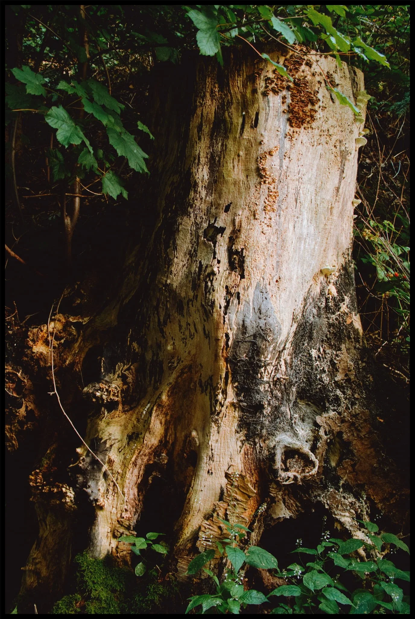  Soft light on this tree trunk provides an irresistible scene for me to capture. 