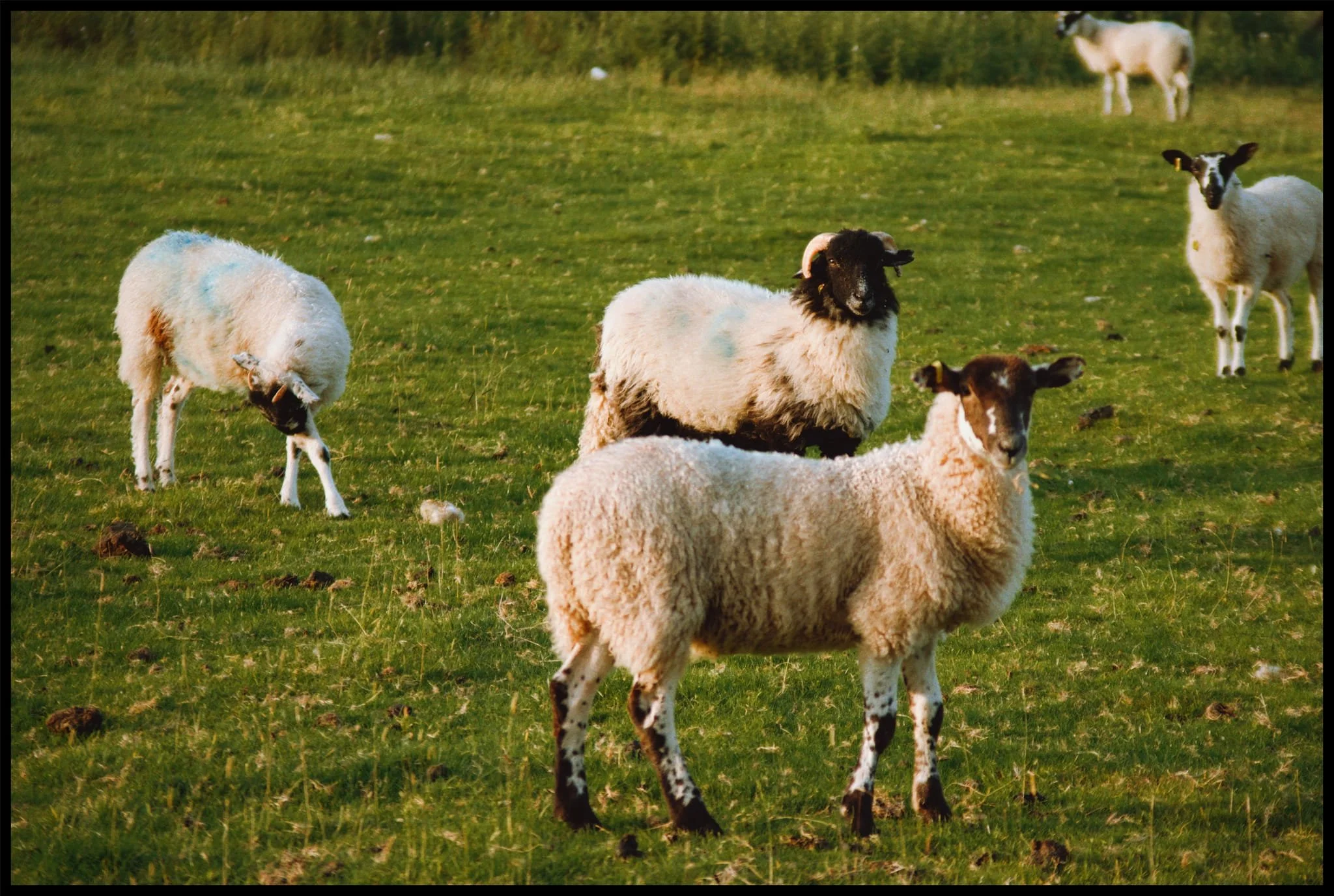  A variety of cross-breed upland lambs glow in the evening light. They stared at us curiously, incessantly baaing and warning each other. 