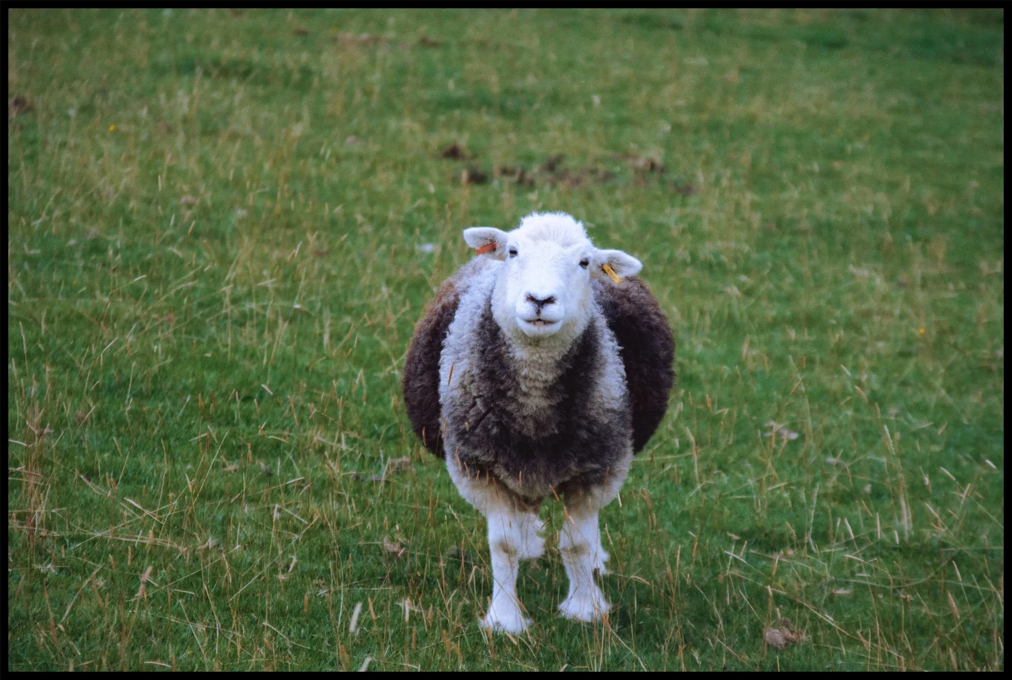  The famous Herdwick. Just look at that Teddy Bear-like face. 