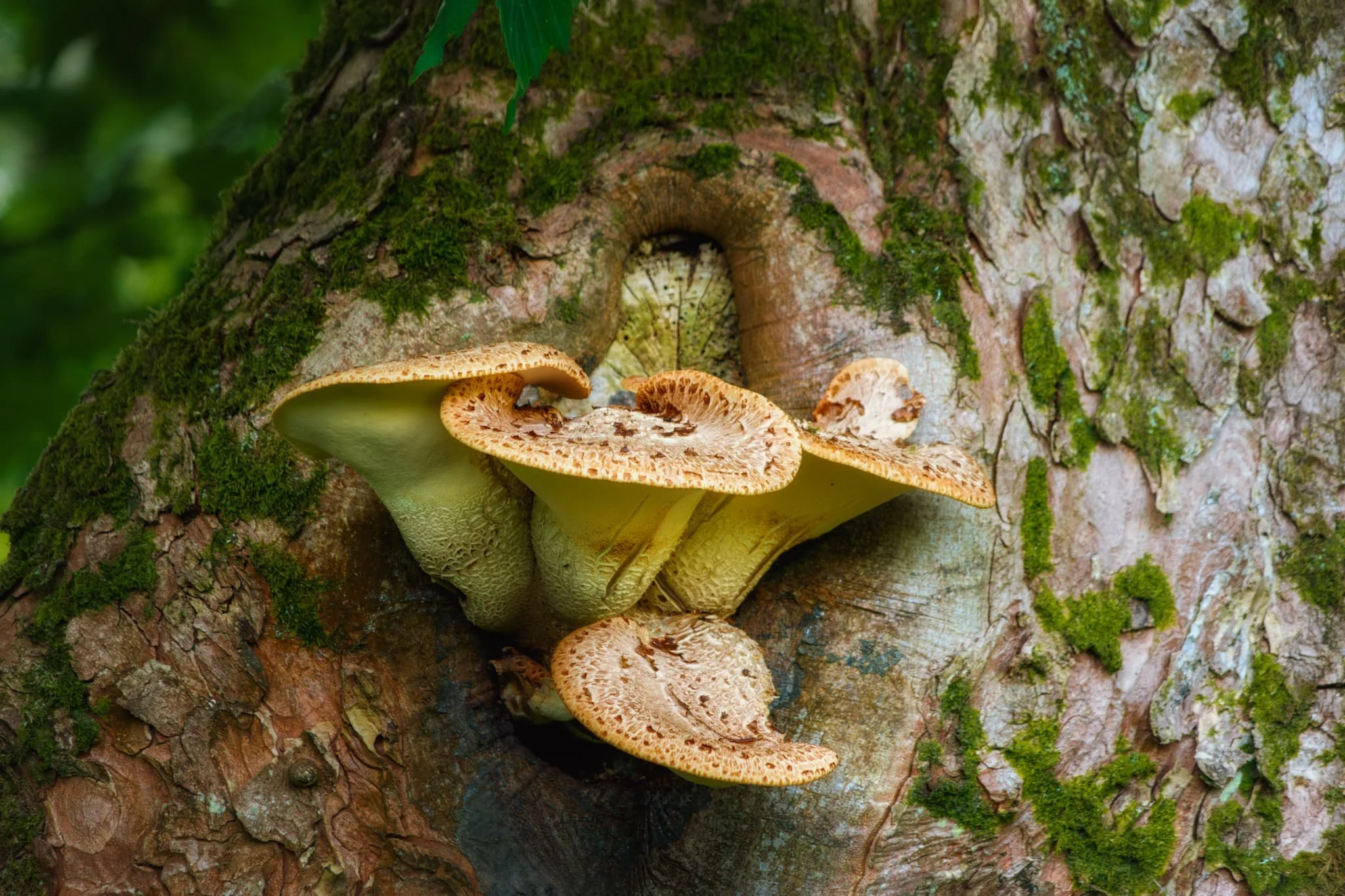  So did these mushrooms. These are possibly Dryad&rsquo;s Saddle, or  Cerioporus squamosus . 