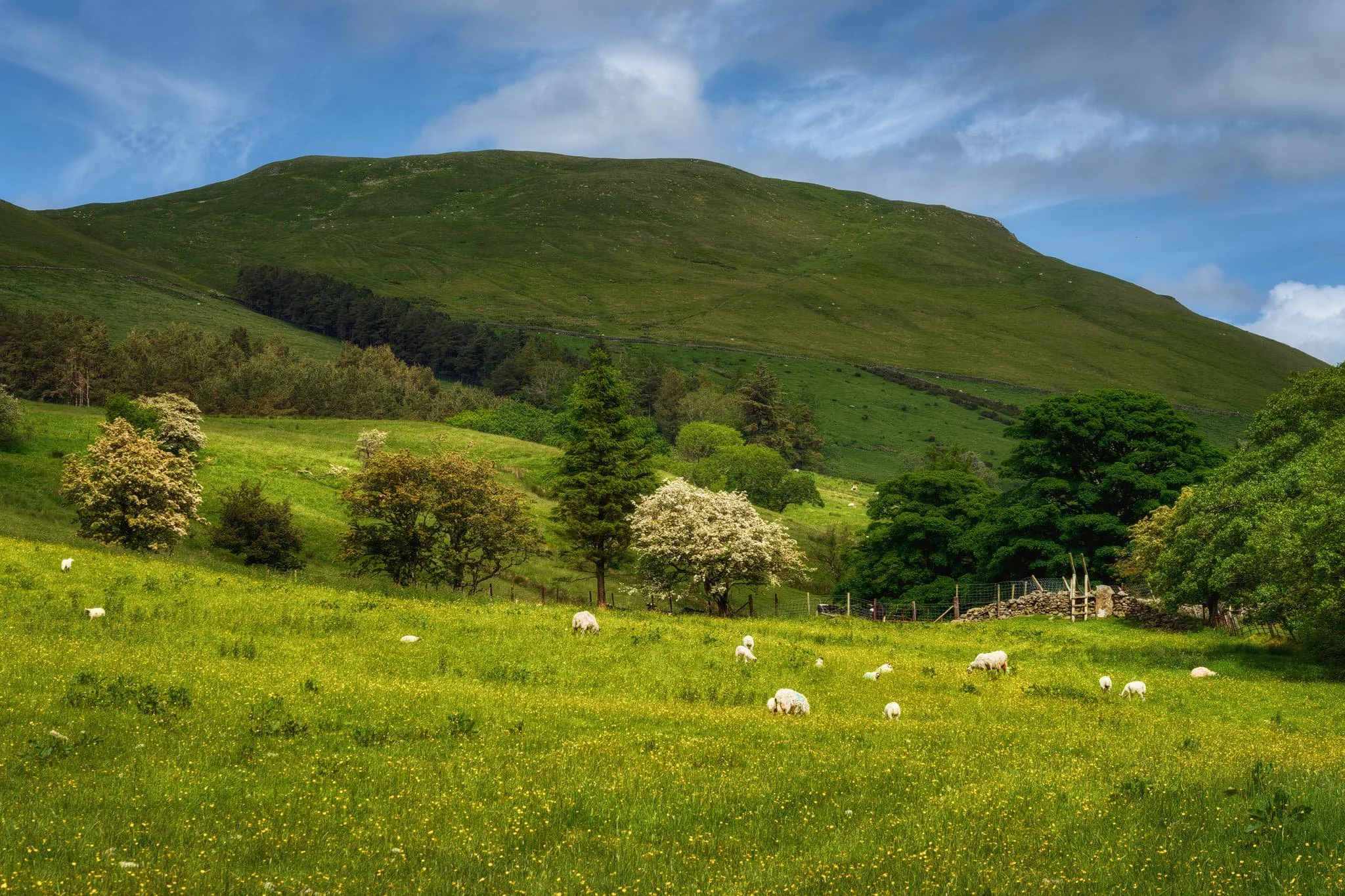  Out into the open, fields full of flowers surrounded us. Passing clouds temporarily darkened the summit of Knott, whilst sheep and their lambs happily graze on the meadows below. 