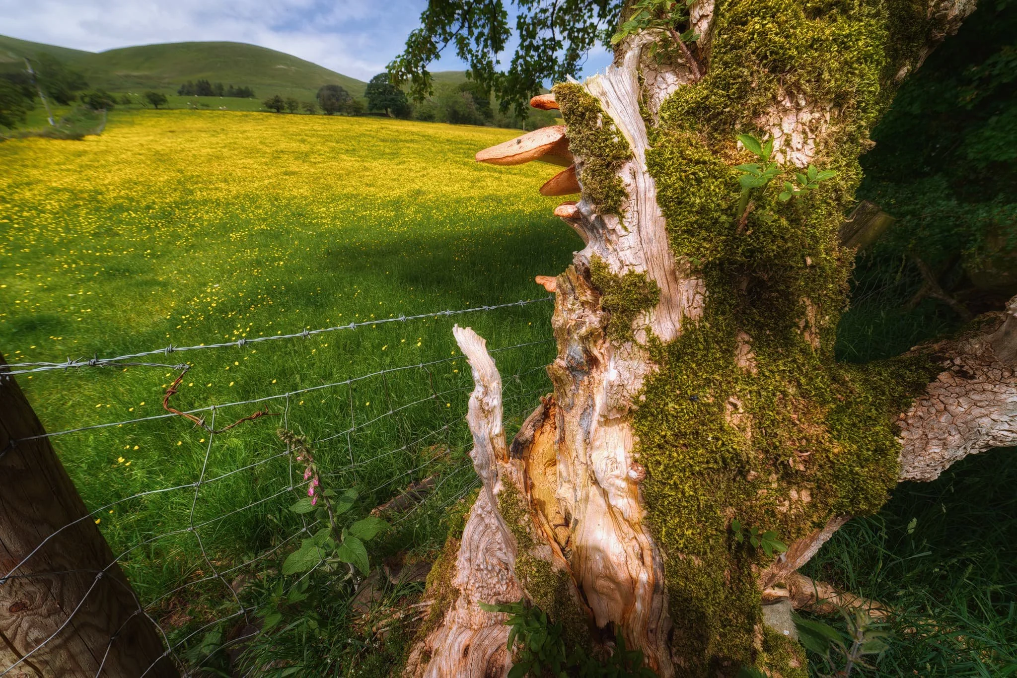  We spotted this old tree, host to a load of bracket fungi, so I equipped my ultra-wide lens in order to make a composition of the tree, the fungi, the buttercup meadow and the Howgills. Success! 