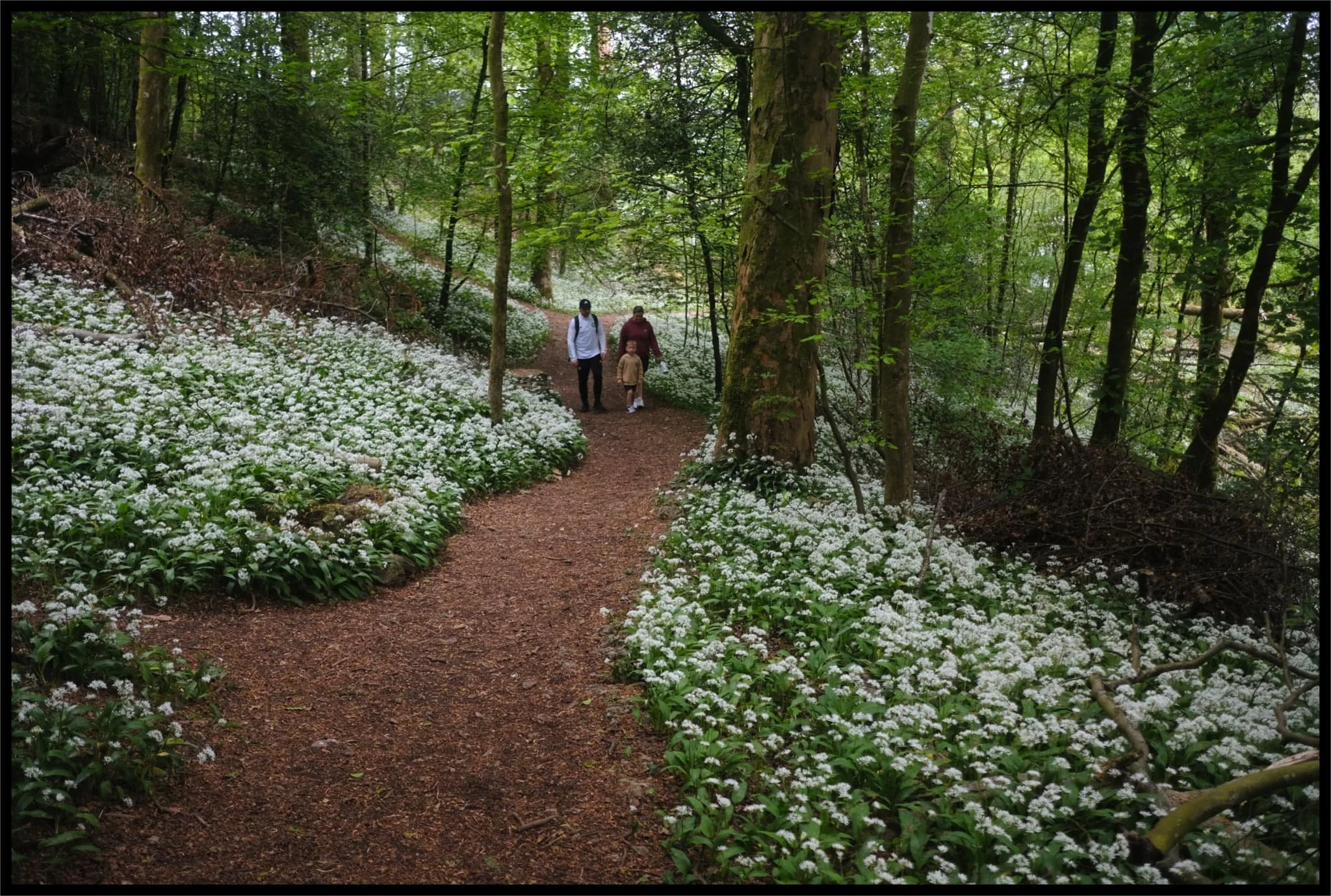  A family enjoy a wander through the woodland and its bounty of wild garlic flowers. 
