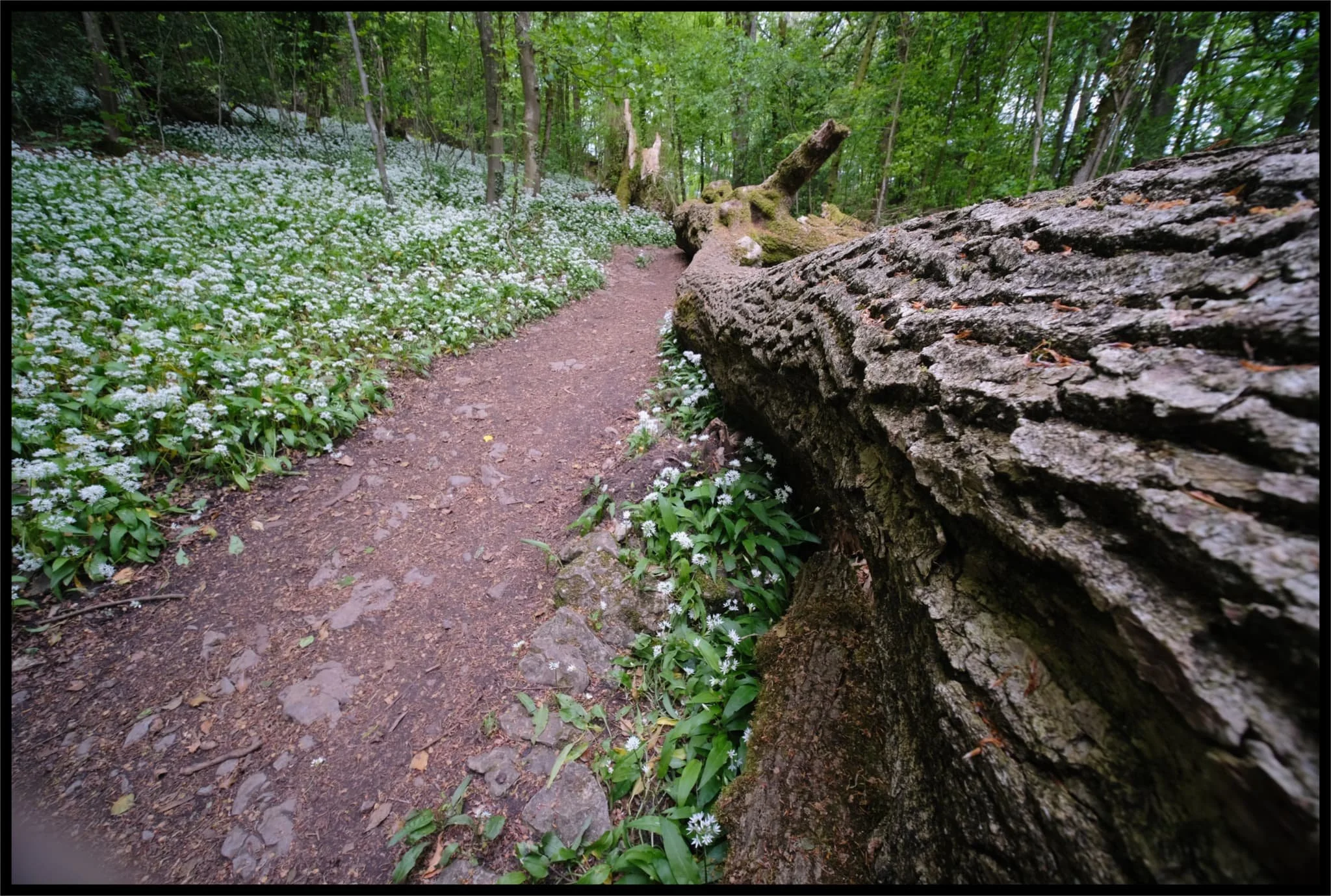  On goes my ultra-wide 9mm lens for some compositions involving some of the Storm Arwen casualties. 